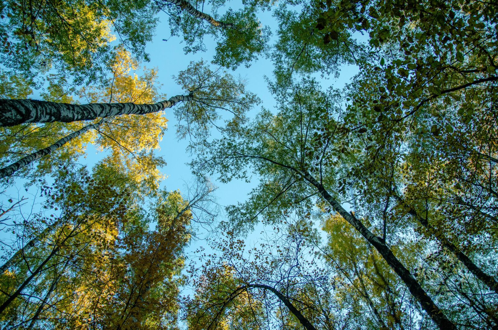 Nikon D5100 sample photo. Autumn, nature, forest photography