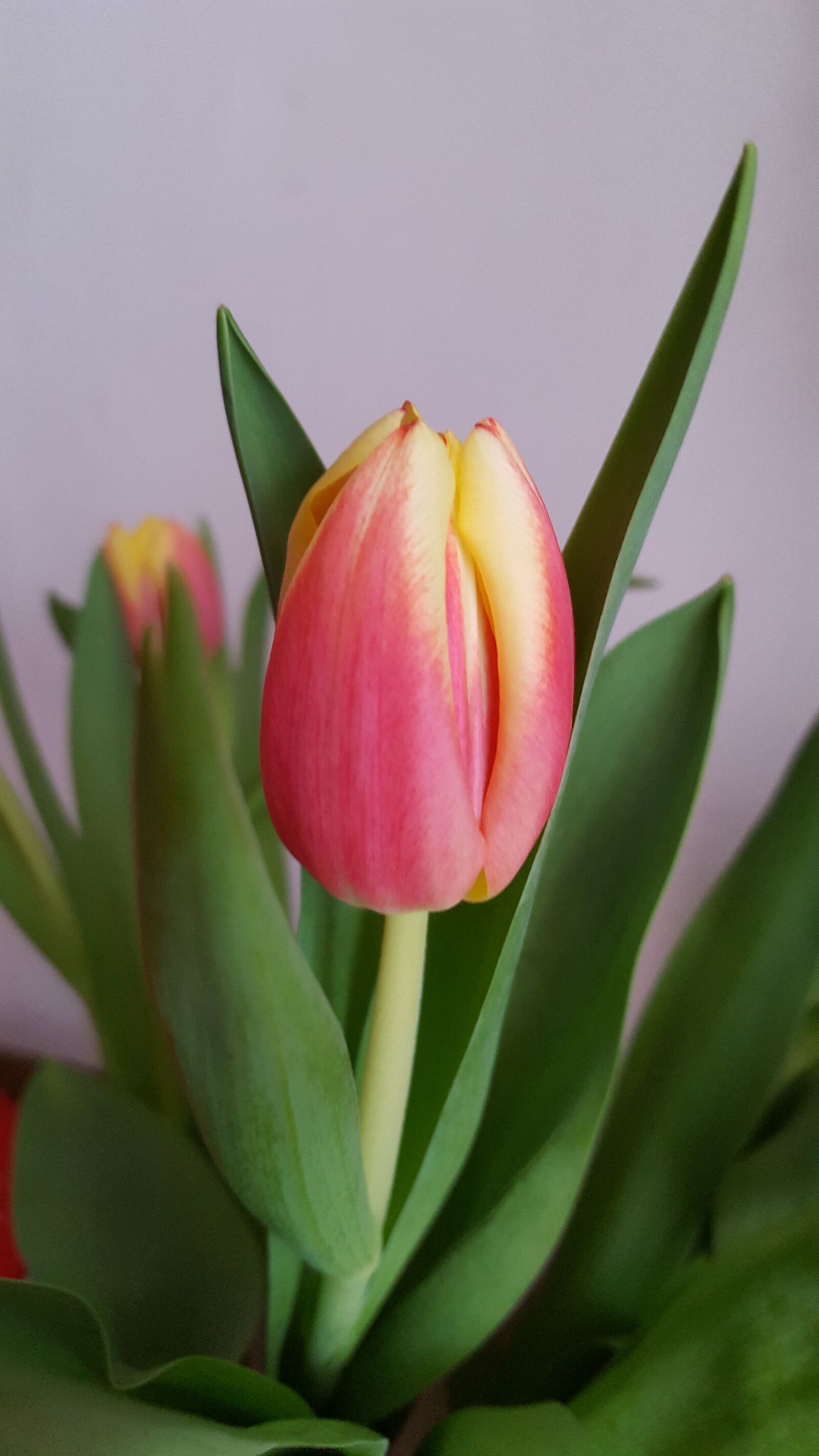 Samsung GALAXY S6 edge sample photo. Tulips, flowers, spring flowers photography