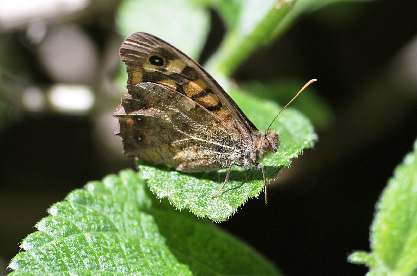 Nikon D5100 sample photo. Butterfly, insect, nature photography