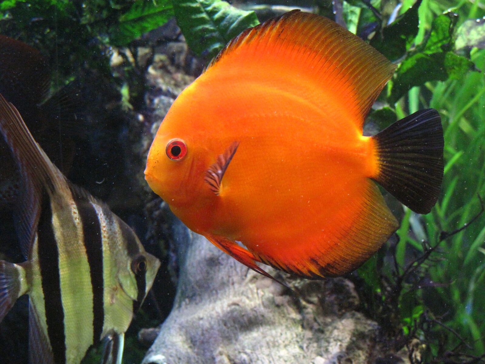 Canon PowerShot G10 sample photo. Fish, underwater, diving photography