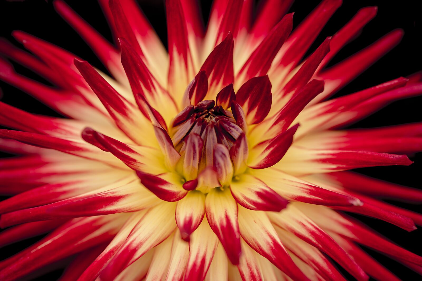 Nikon D800 sample photo. Bloom, blossom, close-up photography