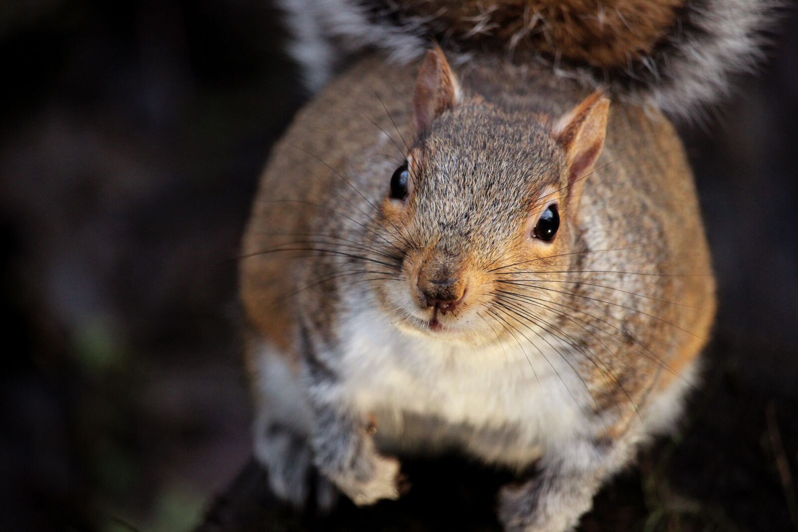Canon EF-S 55-250mm F4-5.6 IS STM sample photo. Animal, squirrel, nature photography