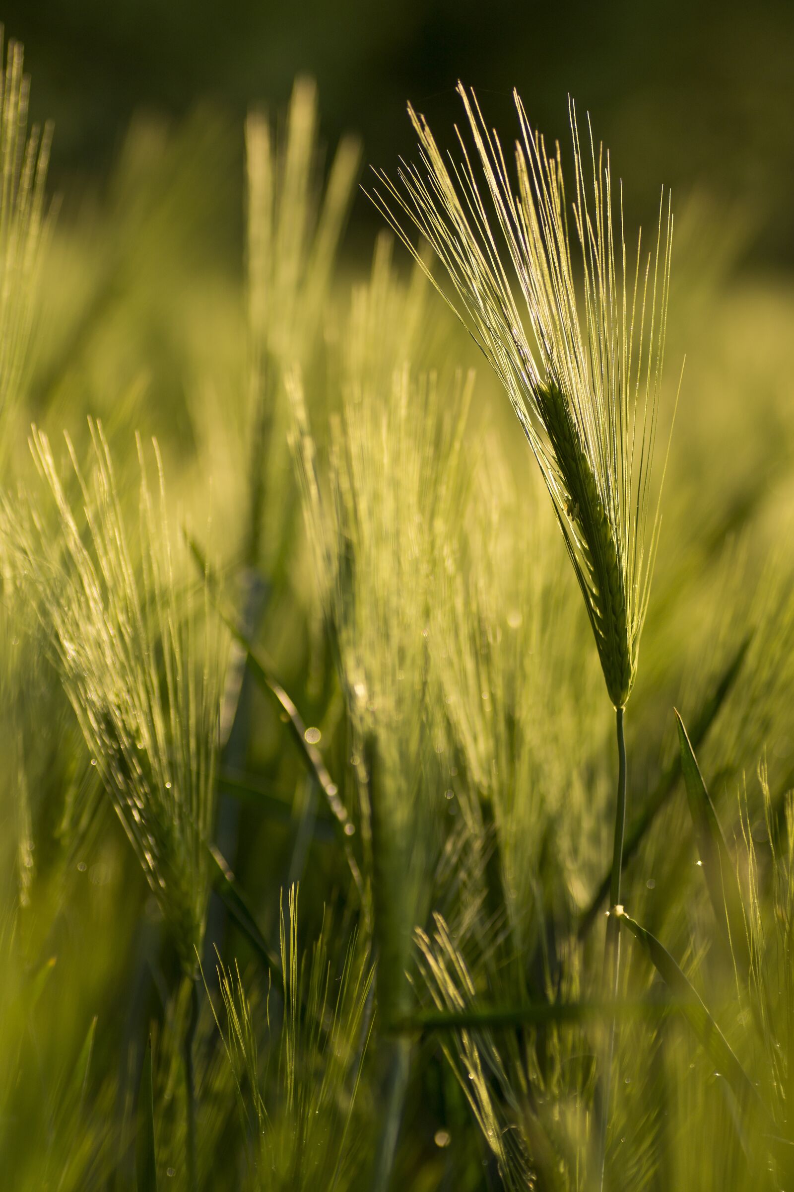 Sony SLT-A77 sample photo. Wheat, cereals, green photography