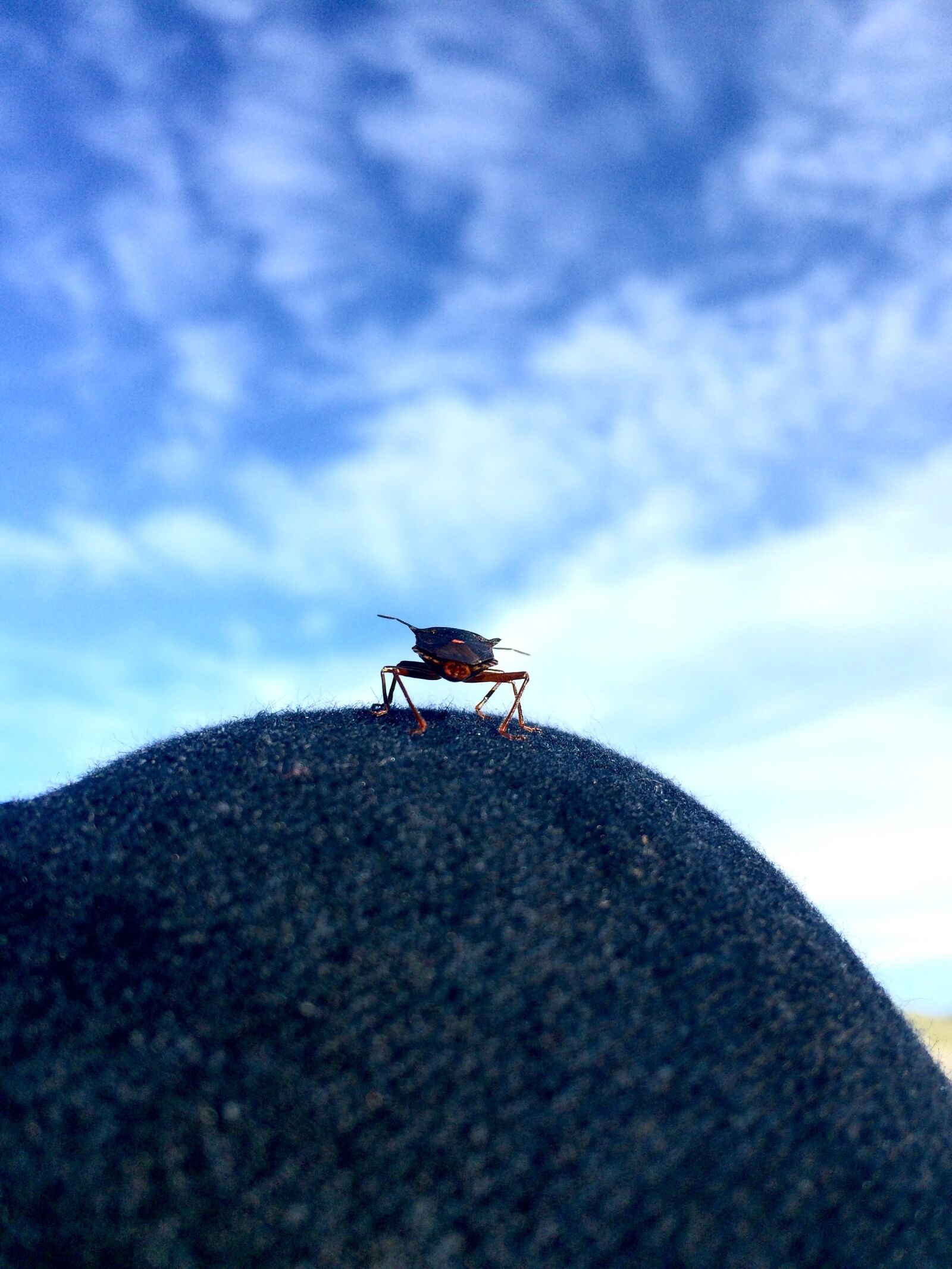 iPhone 5s back camera 4.15mm f/2.2 sample photo. Insect, sky, flying insect photography