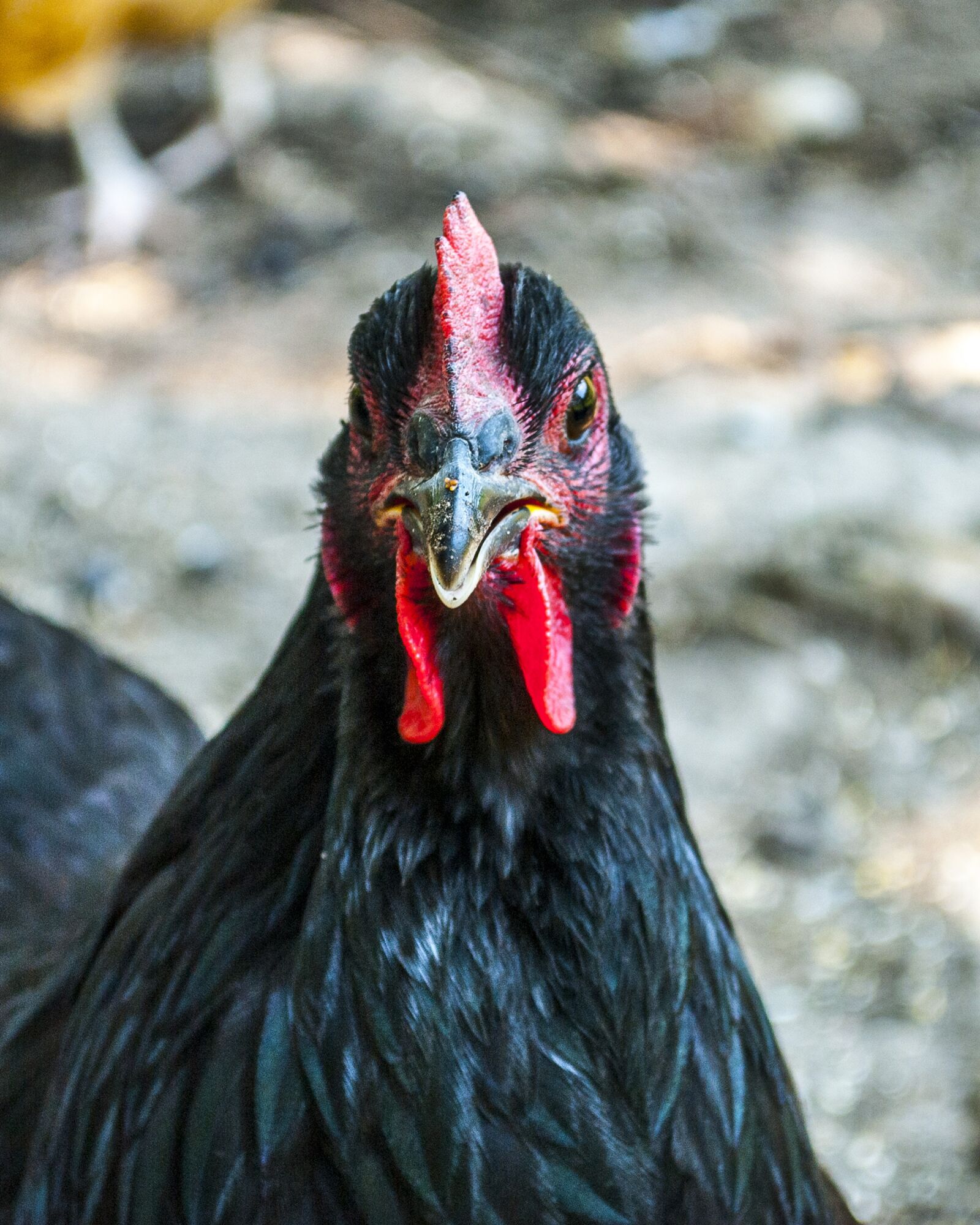 Nikon D3000 sample photo. Chicken, poultry, bird photography