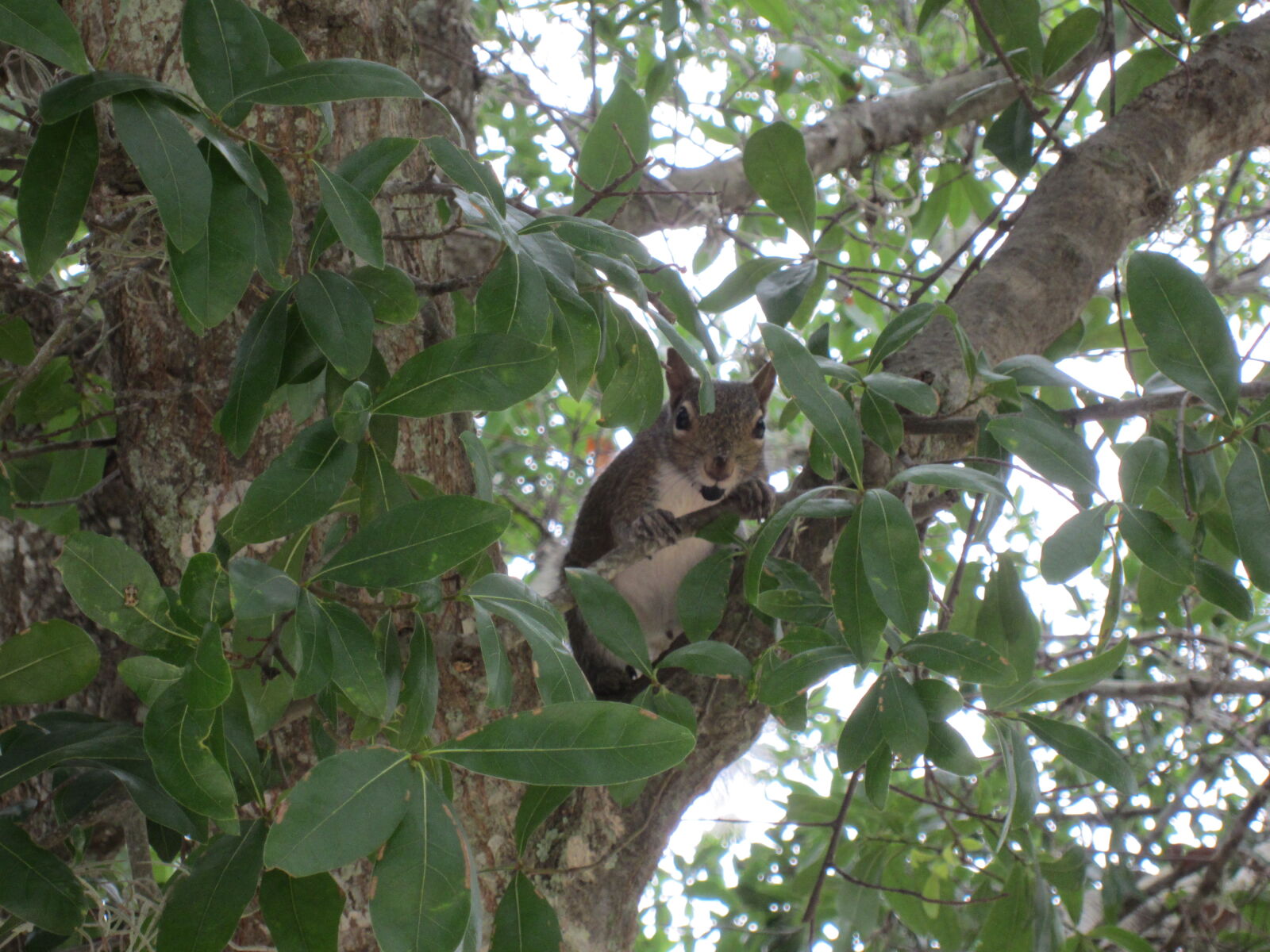 Canon PowerShot ELPH 300 HS (IXUS 220 HS / IXY 410F) sample photo. Albero, green, scoiattolo, squirrel photography