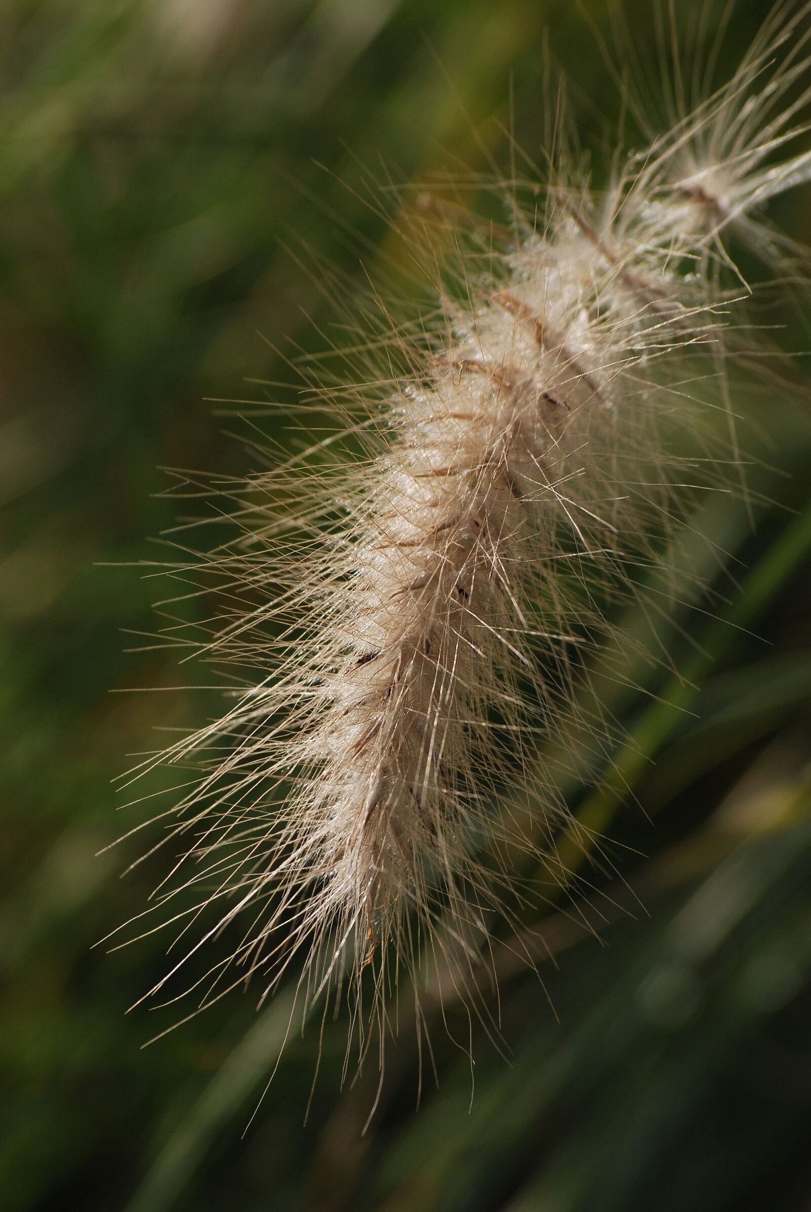Nikon D80 sample photo. Ornamental grass, plant, shrub photography