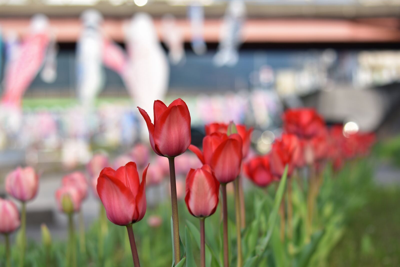 Nikon D7200 sample photo. Natural, landscape, plant photography