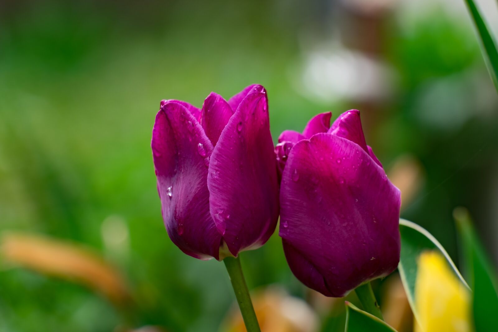 Fujifilm XF 55-200mm F3.5-4.8 R LM OIS sample photo. Tulip, flower, garden photography