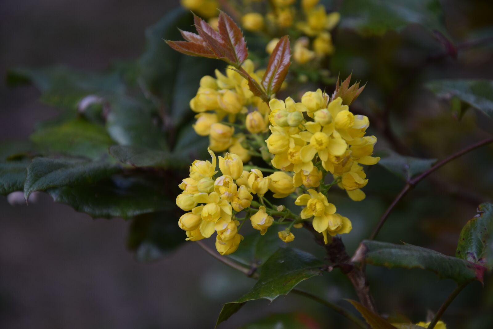 Nikon D5300 sample photo. Flower, nature, spring photography