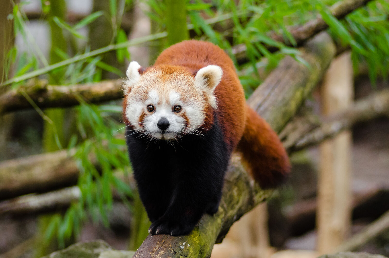 AF Zoom-Nikkor 80-200mm f/2.8 ED sample photo