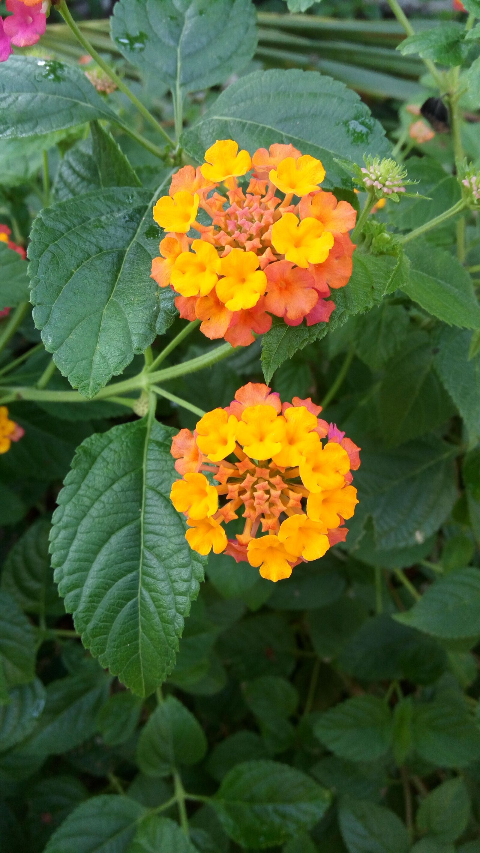 Lenovo VIBE X3 LITE sample photo. Flower, leaves, plant photography