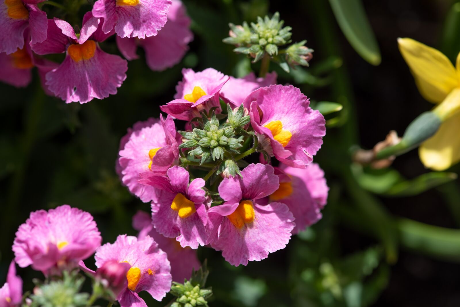 Nikon D750 sample photo. Flowers, pink, garden photography
