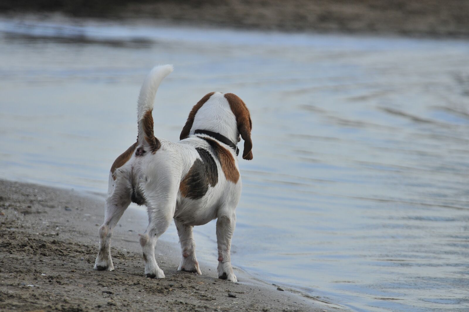 Nikon D300 sample photo. Dog, animals, pets photography