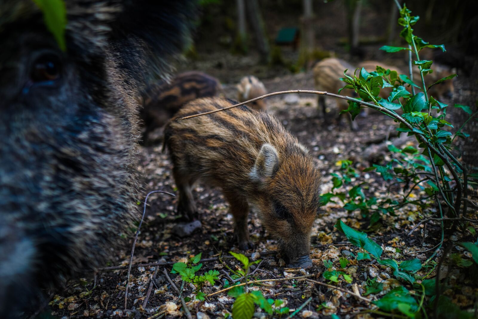 Sony a6400 + Sigma 16mm F1.4 DC DN | C sample photo. Wild boar, pig, sows photography