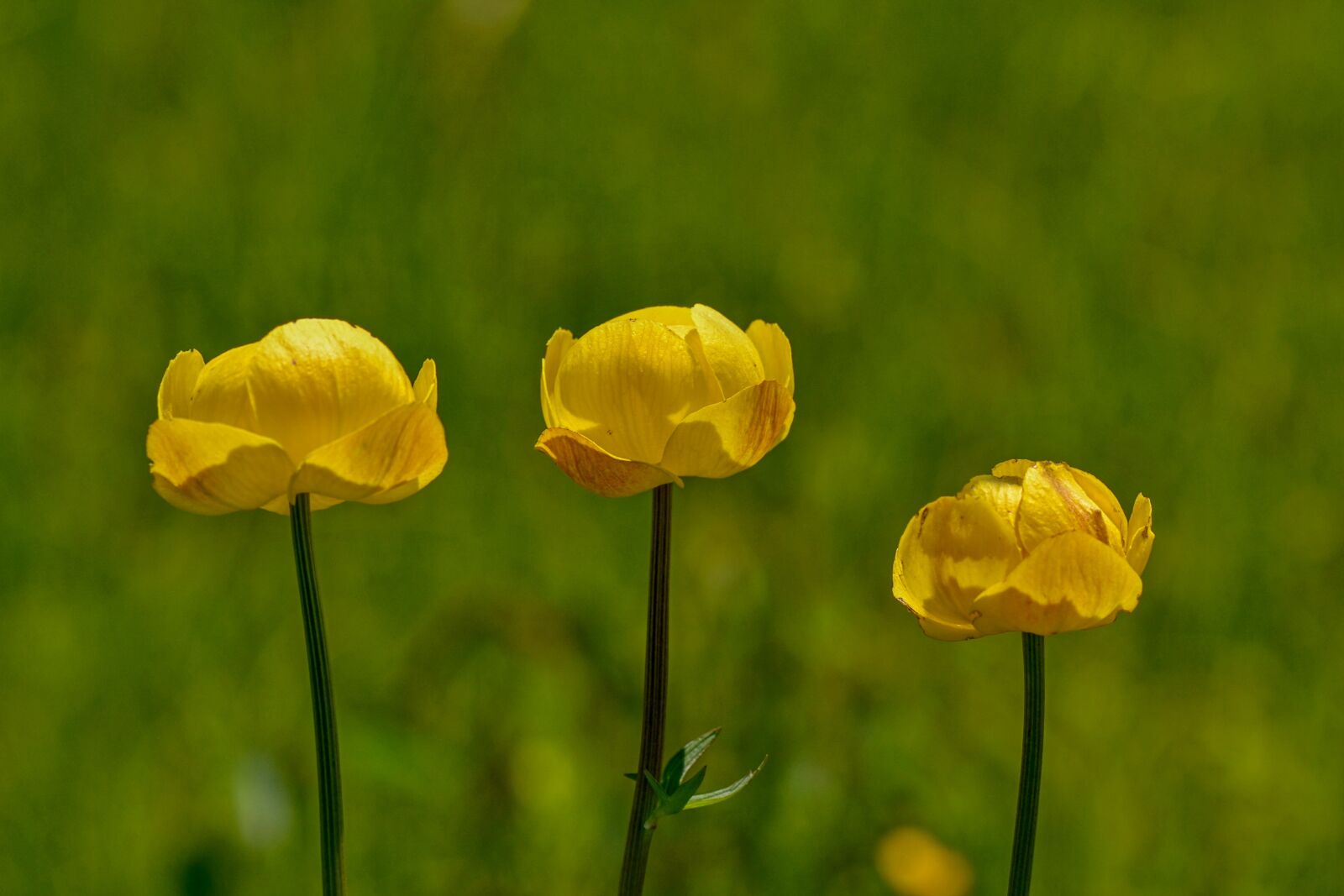 Nikon D3100 sample photo. Caltha palustris, yellow, dotterblume photography