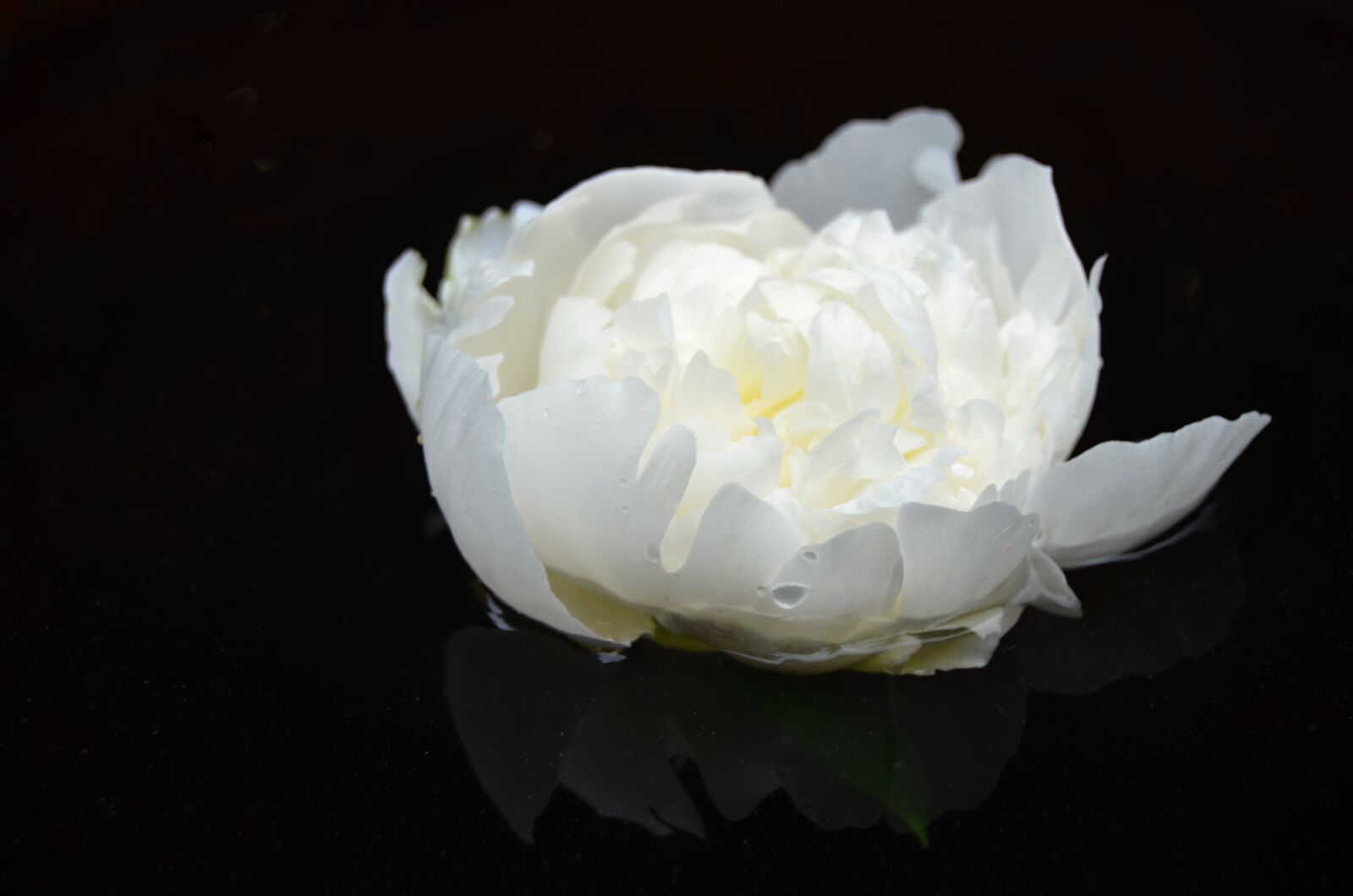 Nikon D5100 sample photo. Flower, white, surface photography