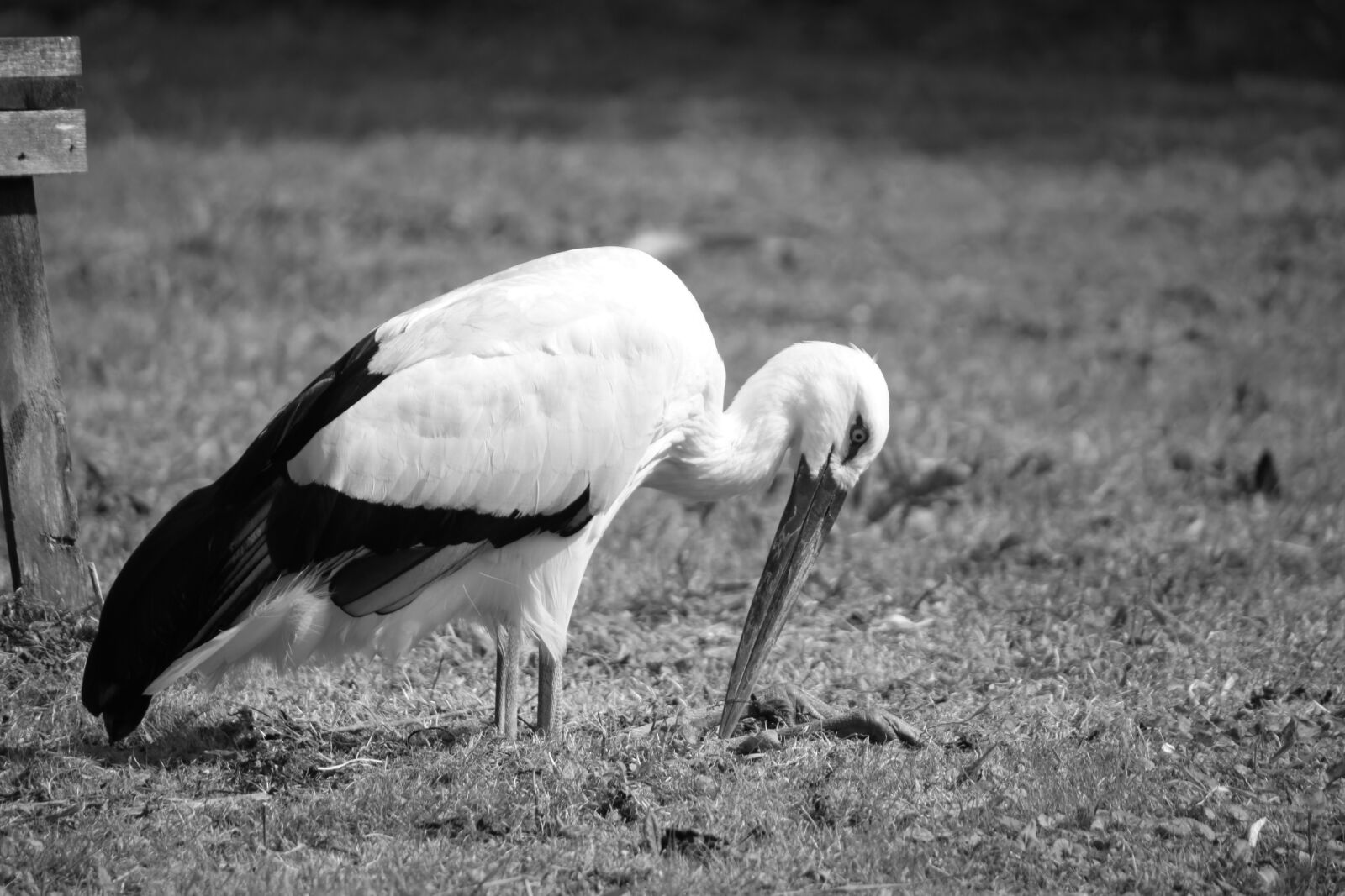 Canon EOS 500D (EOS Rebel T1i / EOS Kiss X3) sample photo. Stork, bird, rattle stork photography