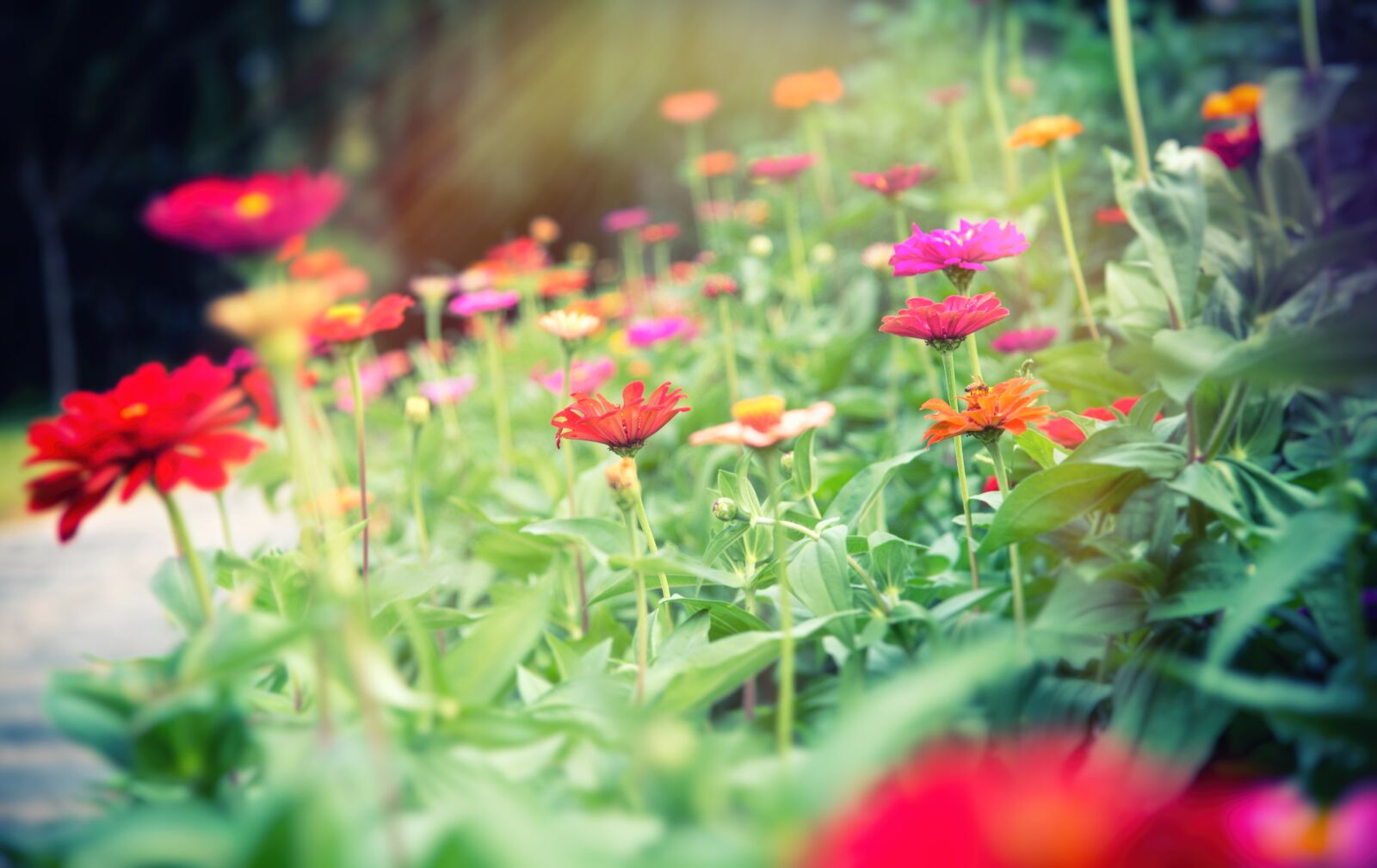 Nikon D750 sample photo. Flower, flowers, red photography