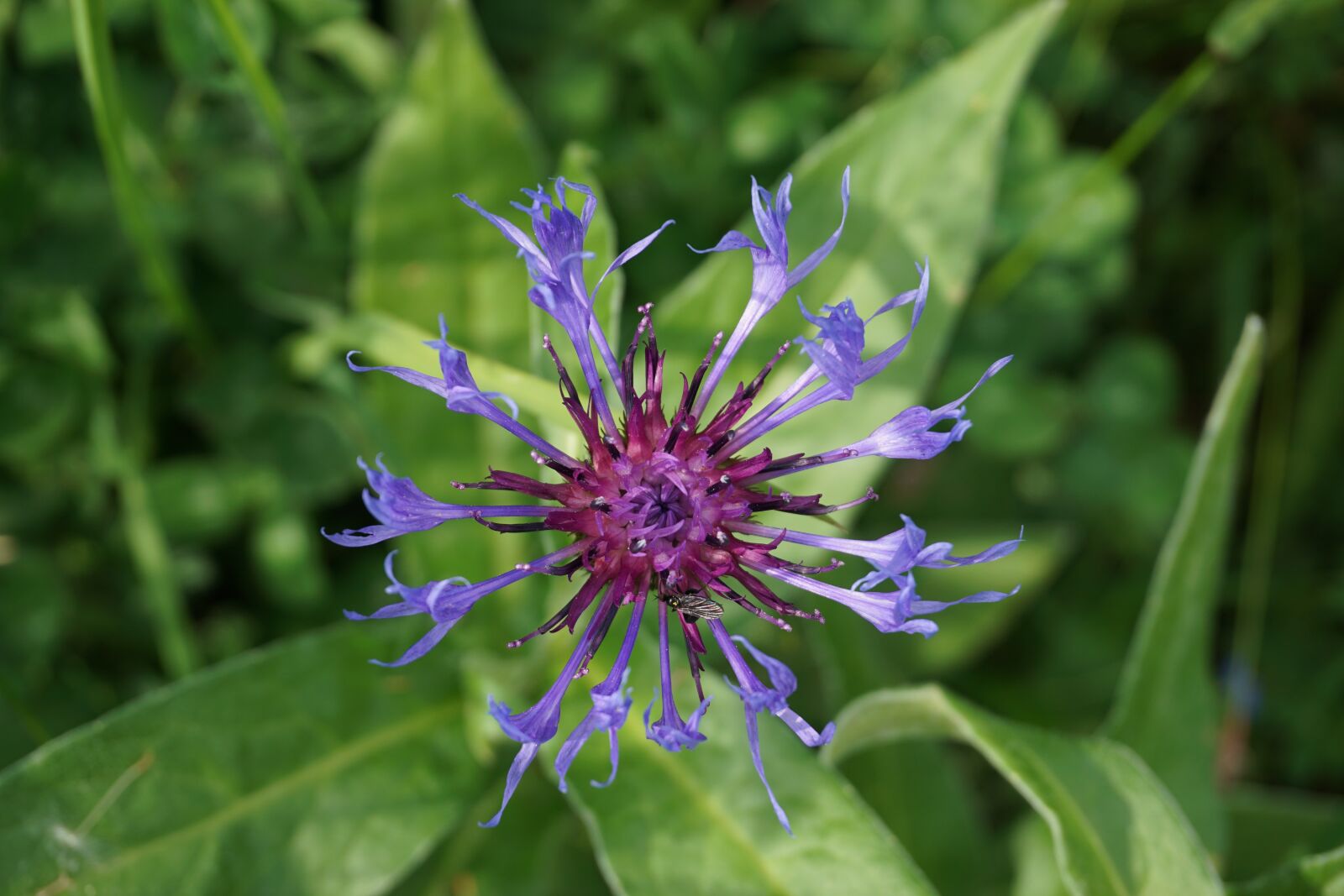 Sony a6000 sample photo. Centaurea montana, mountain crumpled photography