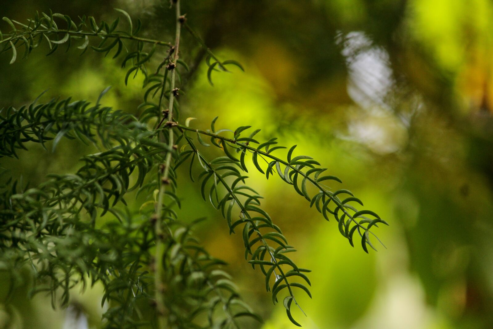 Canon EOS 1300D (EOS Rebel T6 / EOS Kiss X80) sample photo. Asparagus racemosus, satavar, shatavari photography