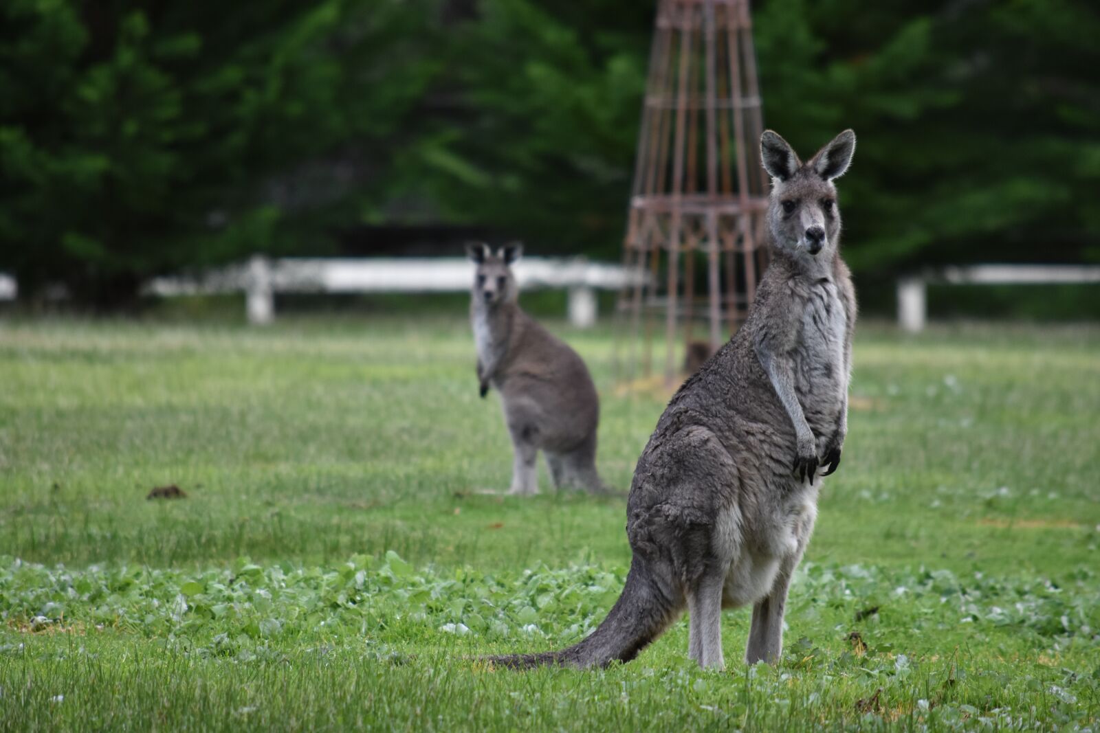 Nikon D3400 sample photo. Kangaroos, wildlife, nature photography