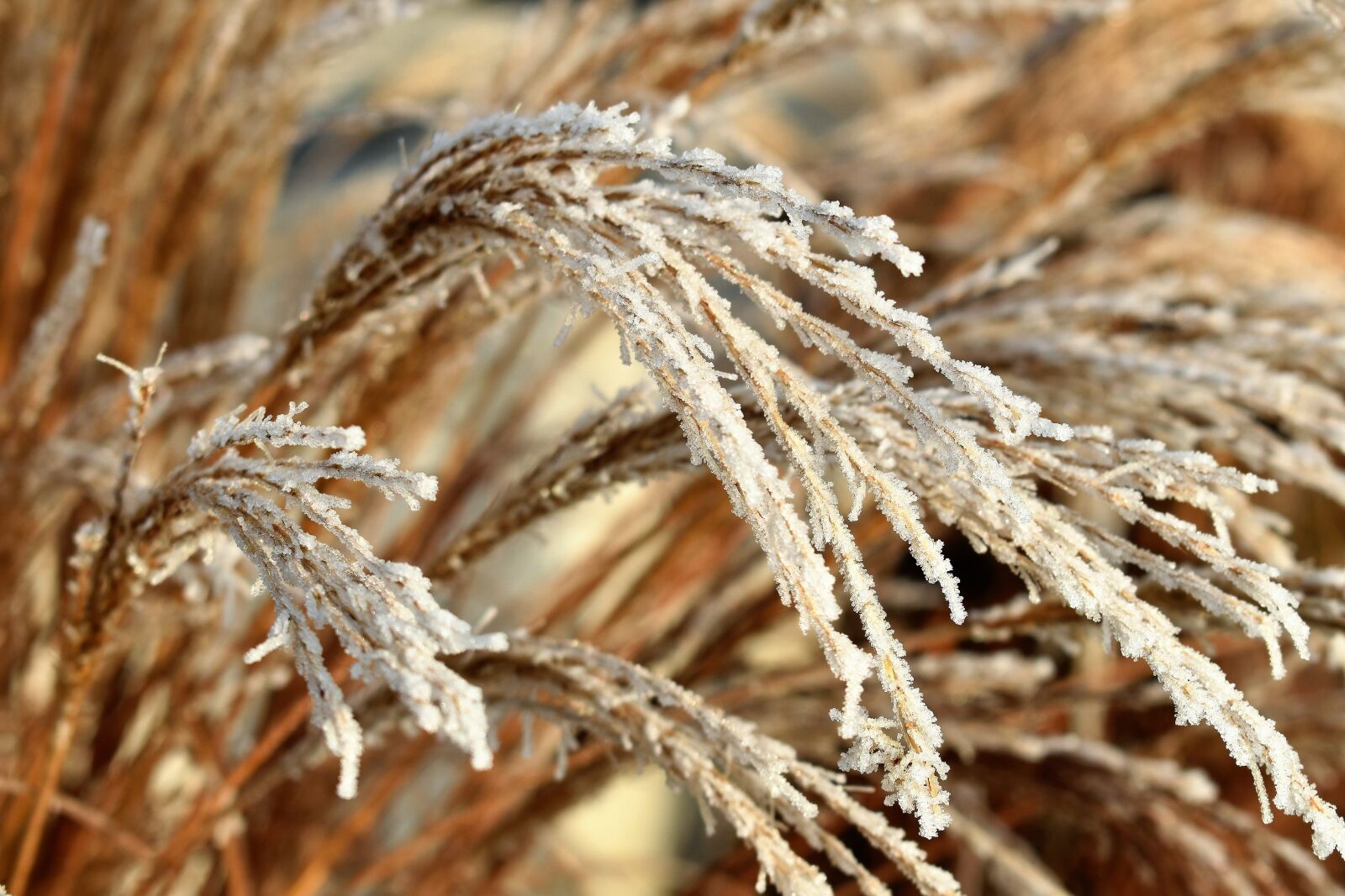 Nikon D5500 sample photo. Leaf, grass, frost photography