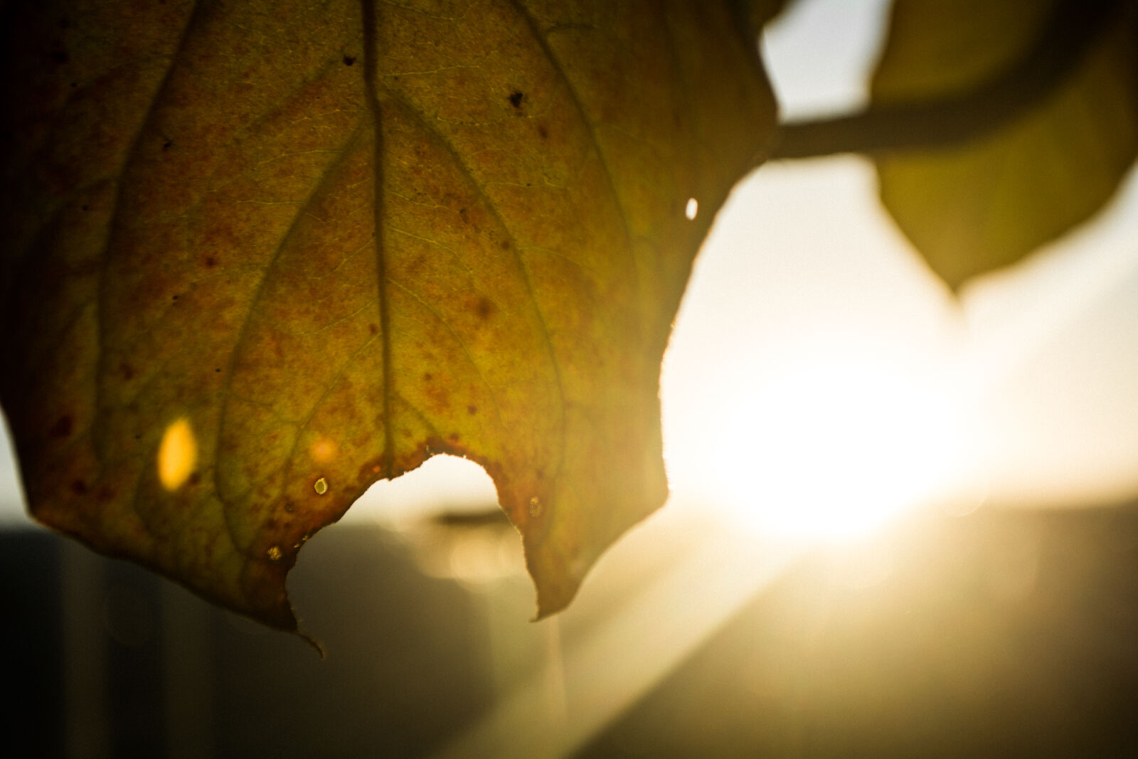 Nikon D5200 sample photo. Autumn, leaves, dry, leaves photography