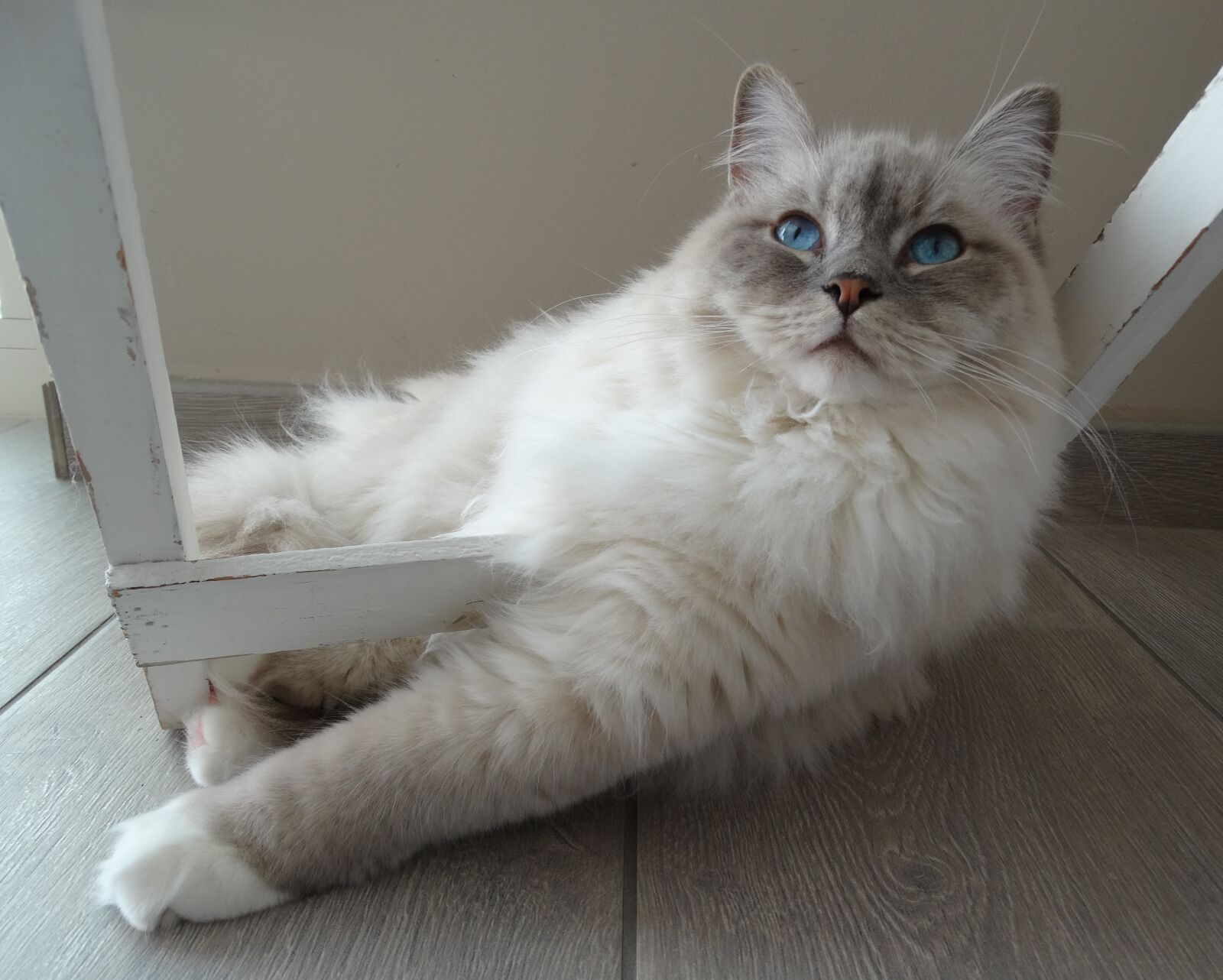 Sony Cyber-shot DSC-HX300 sample photo. Cat, remote access, ragdoll photography