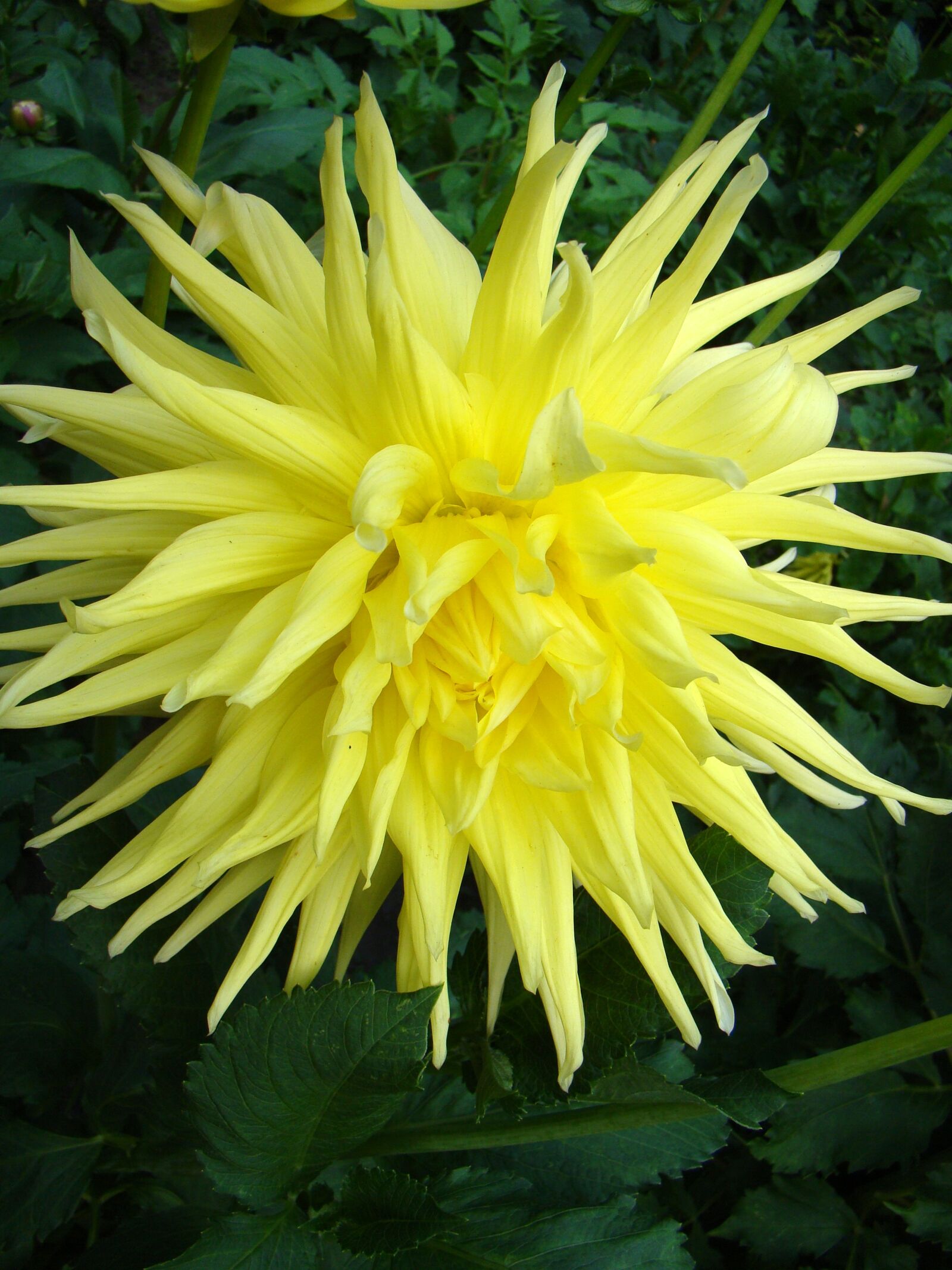 Sony Cyber-shot DSC-H50 sample photo. Flower, large flower, yellow photography