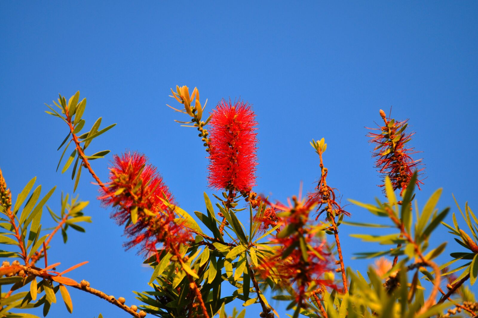 Nikon D90 sample photo. Nature, bottle brush, portugal photography