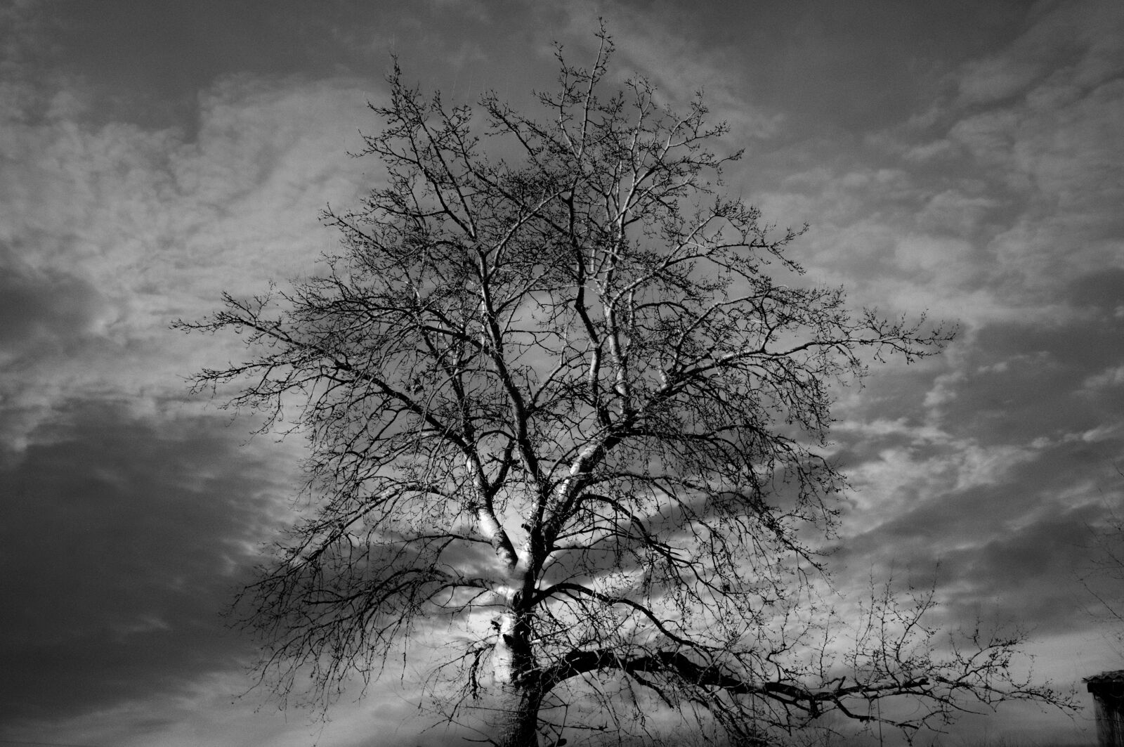 Tokina AT-X Pro 12-24mm F4 (IF) DX sample photo. Tree, black, nature photography