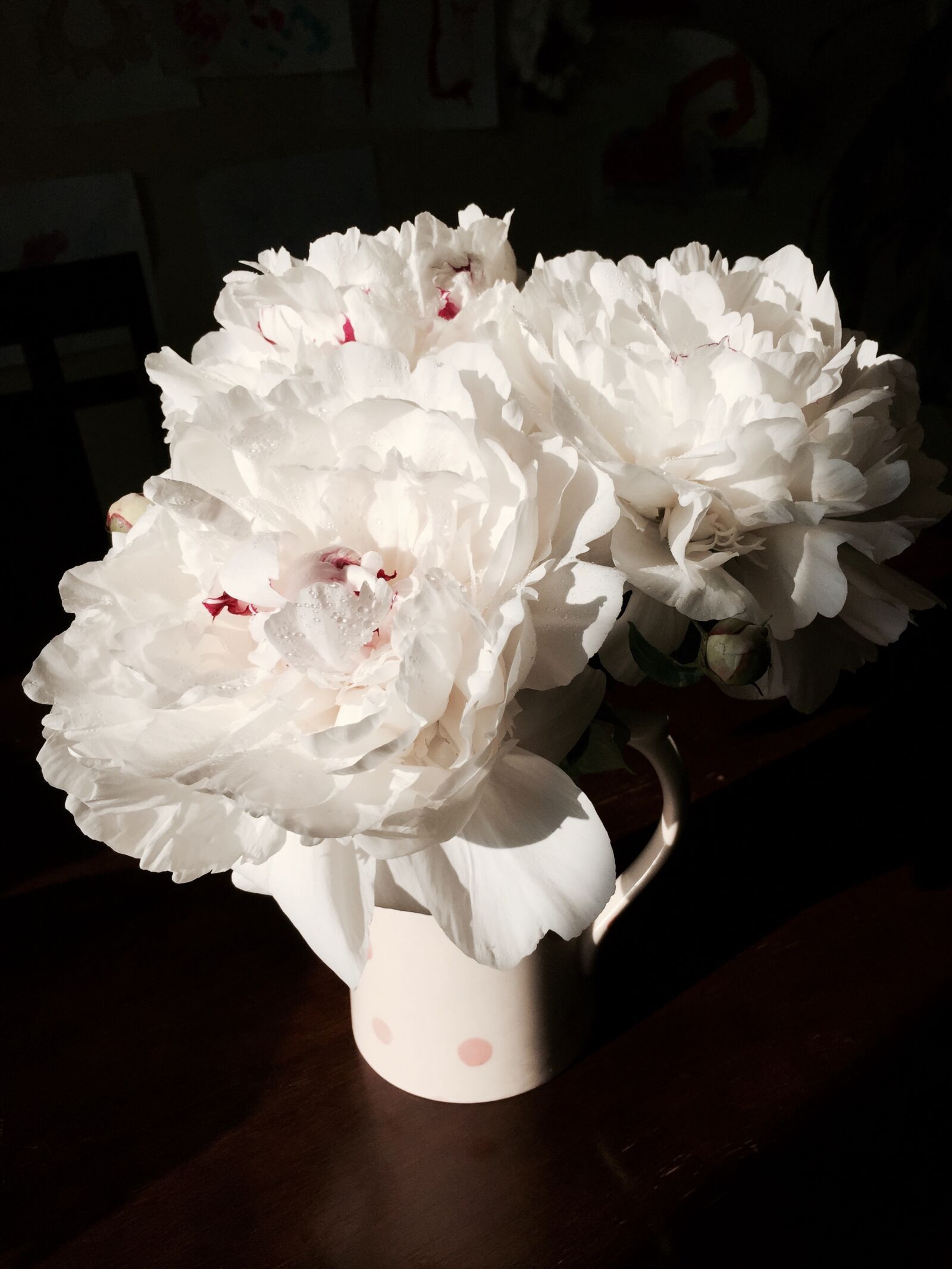 Apple iPhone 6 sample photo. Peony, flower, white photography