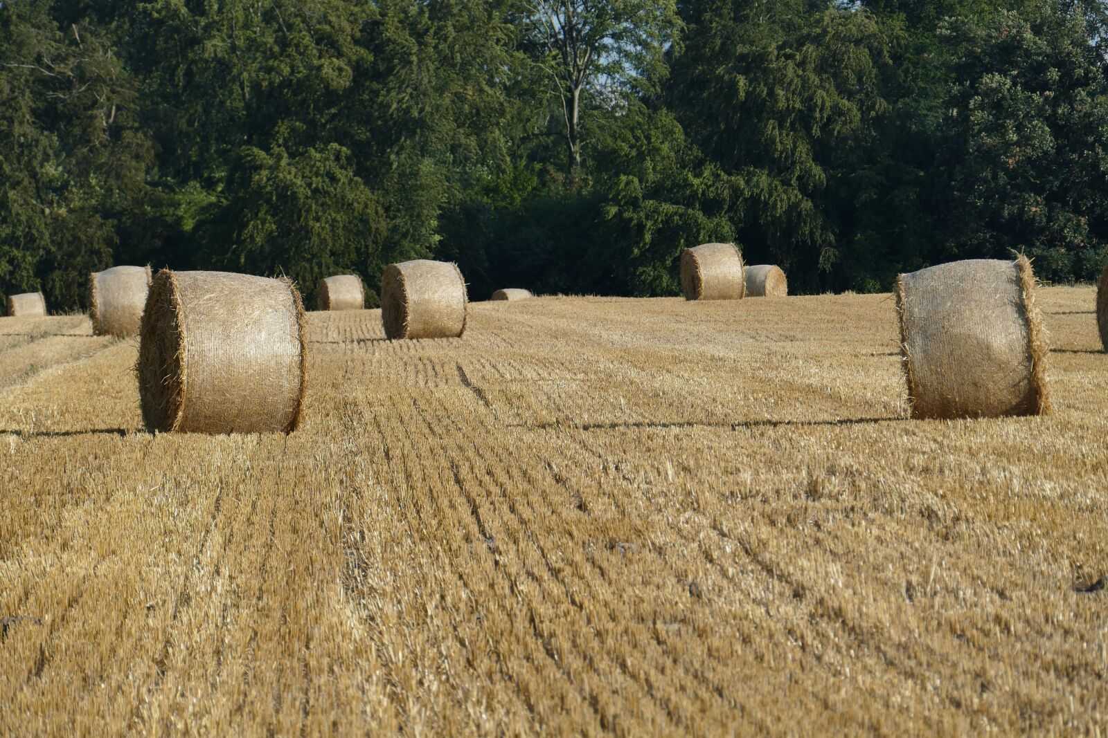 Panasonic Lumix DMC-FZ1000 sample photo. Nature, hay bales, arable photography