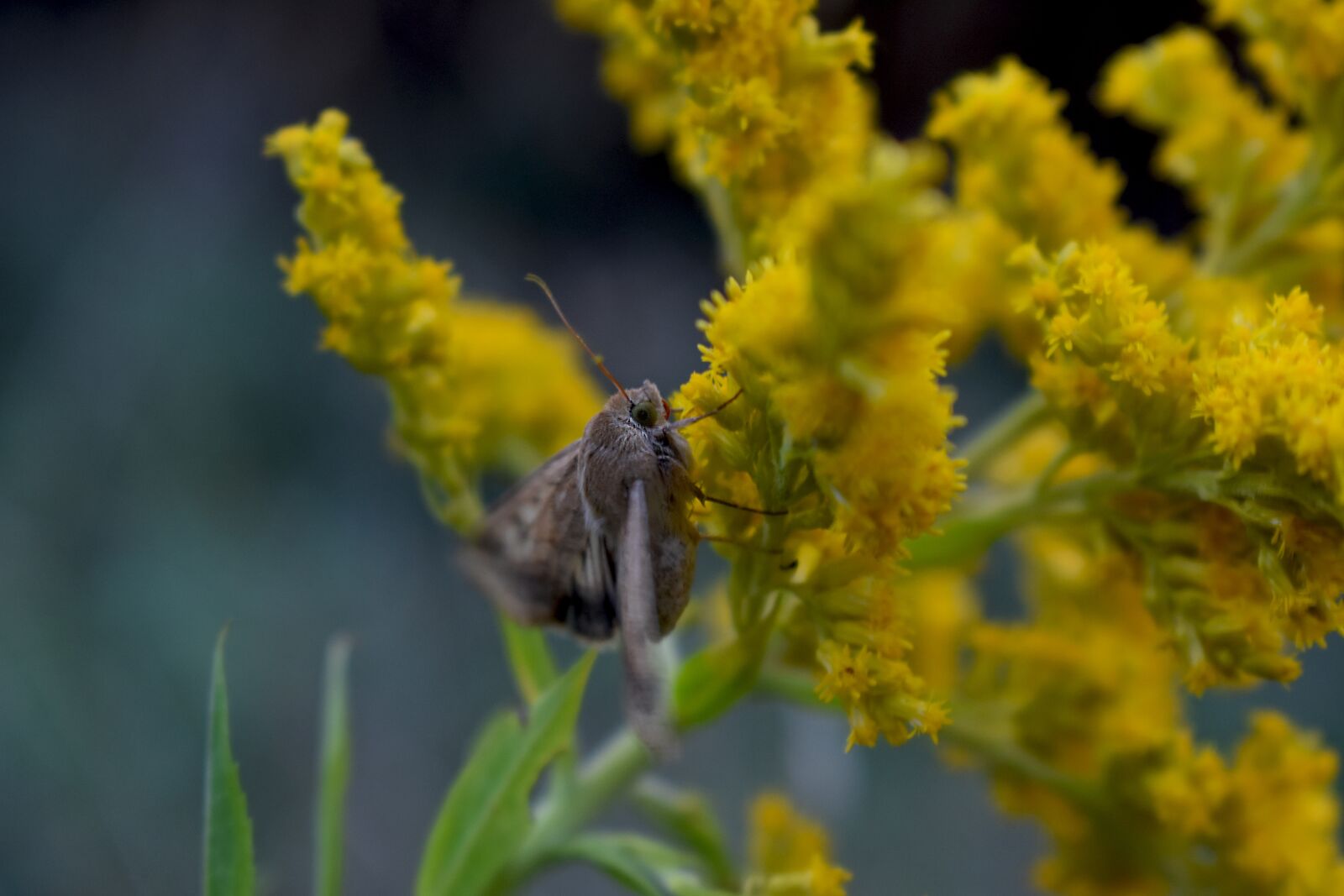 Nikon D3400 sample photo. Zlatobyľ, butterfly, night butterfly photography