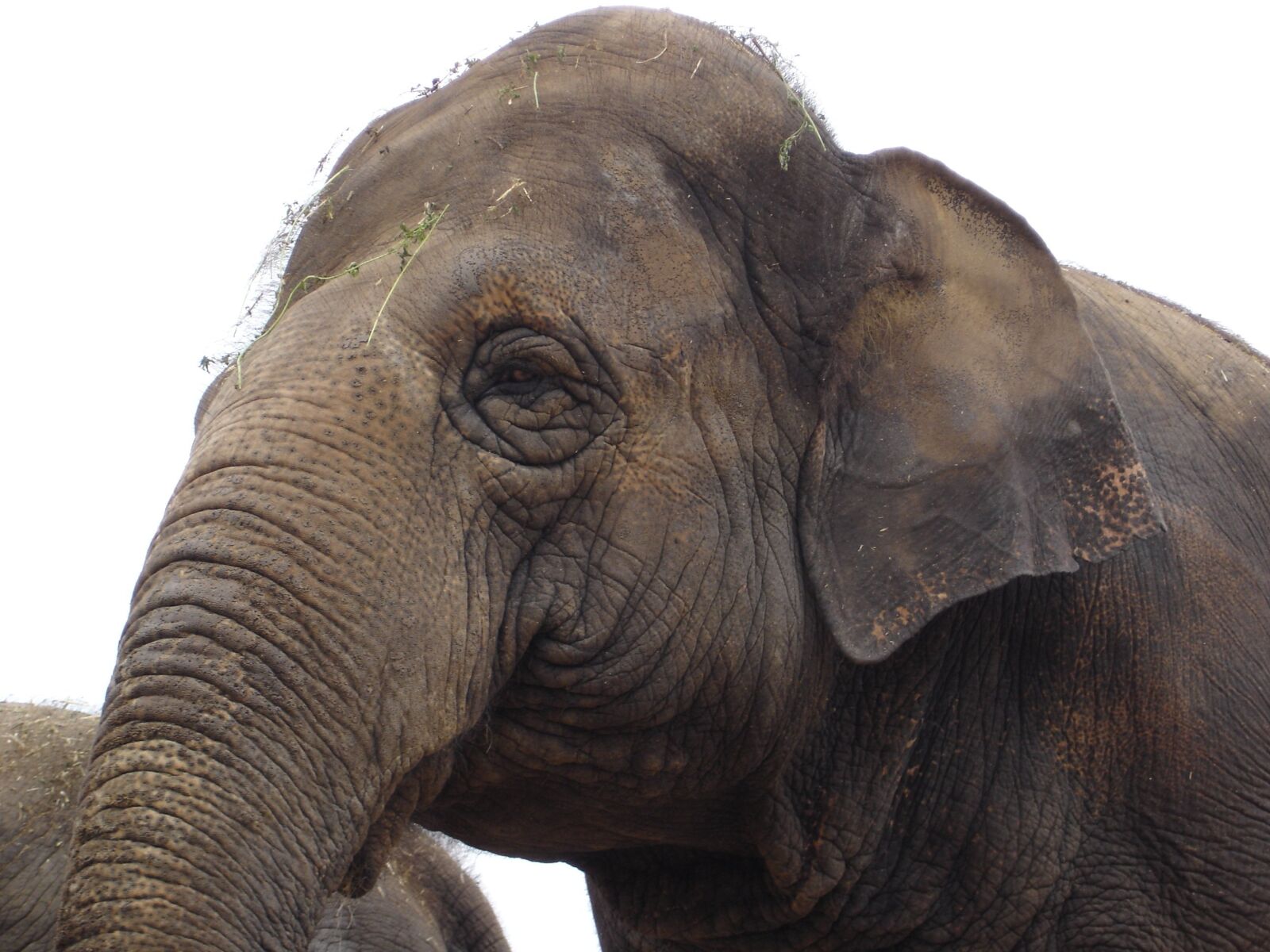 Sony DSC-P100 sample photo. Animal, elephant, eye photography