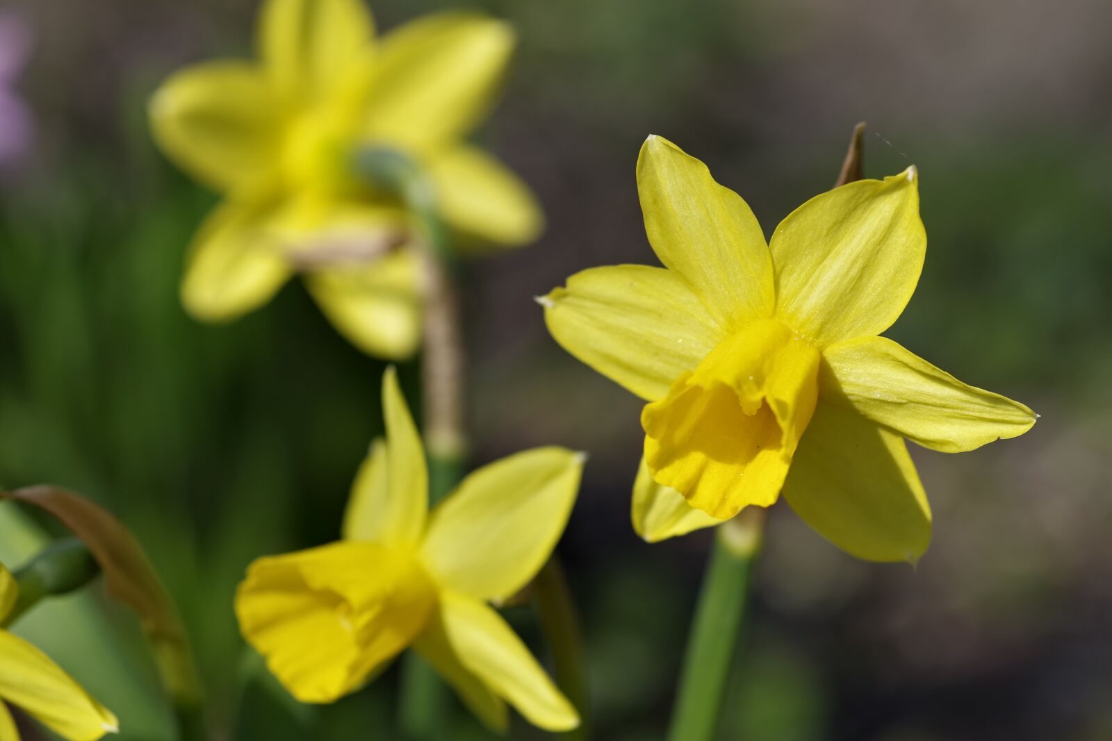 Pentax K-S2 sample photo. Daffodils, flower, spring photography