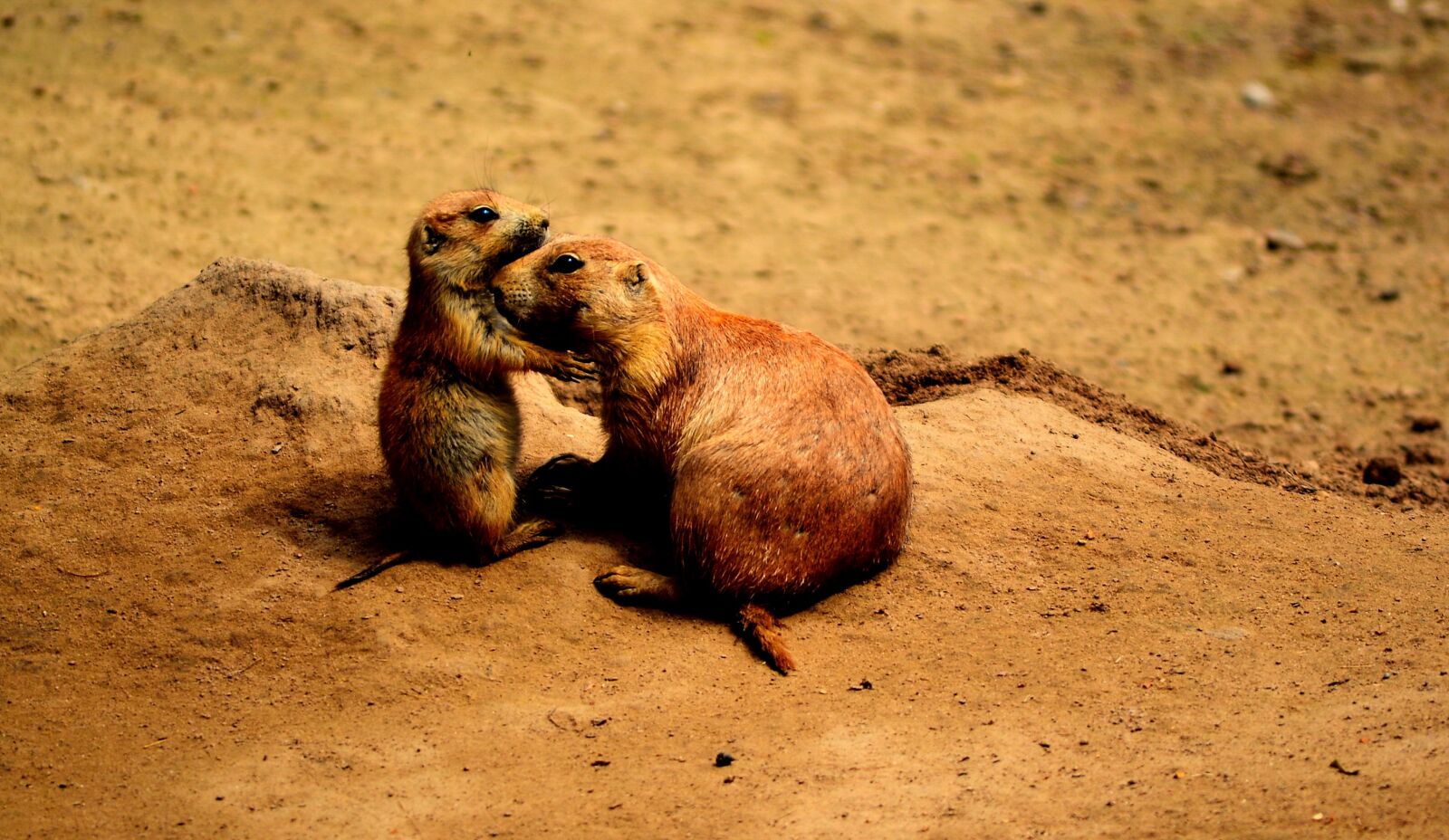 Nikon D3100 sample photo. Prairie dogs, friends, sweet photography