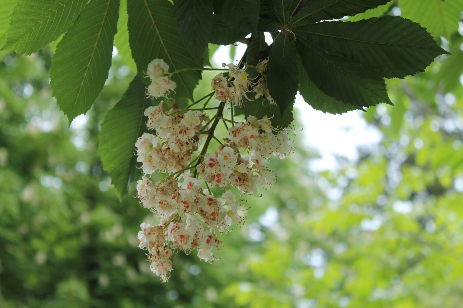 Canon EOS 1100D (EOS Rebel T3 / EOS Kiss X50) sample photo. Beautiful, flowers, nature photography