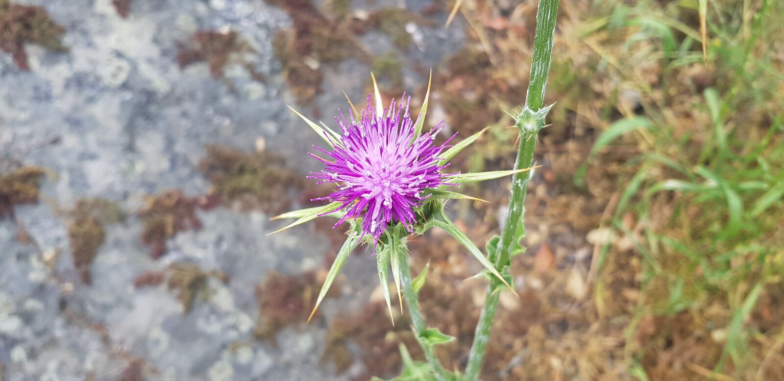 Samsung Galaxy S8 sample photo. Thistle, violet flower, cotton photography