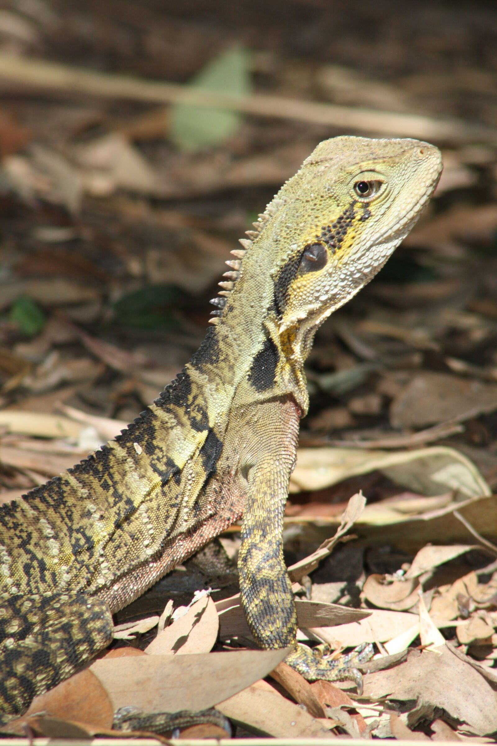 Canon EOS 1000D (EOS Digital Rebel XS / EOS Kiss F) sample photo. Water dragon, lizard, animal photography
