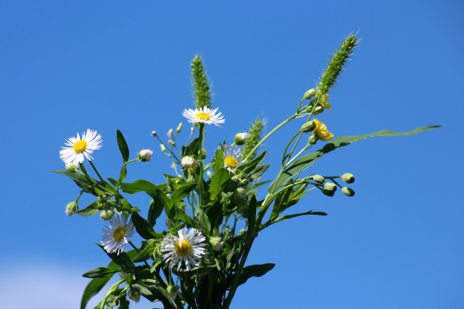 Canon EOS 1200D (EOS Rebel T5 / EOS Kiss X70 / EOS Hi) sample photo. Flowers, wildflowers, bouquet photography