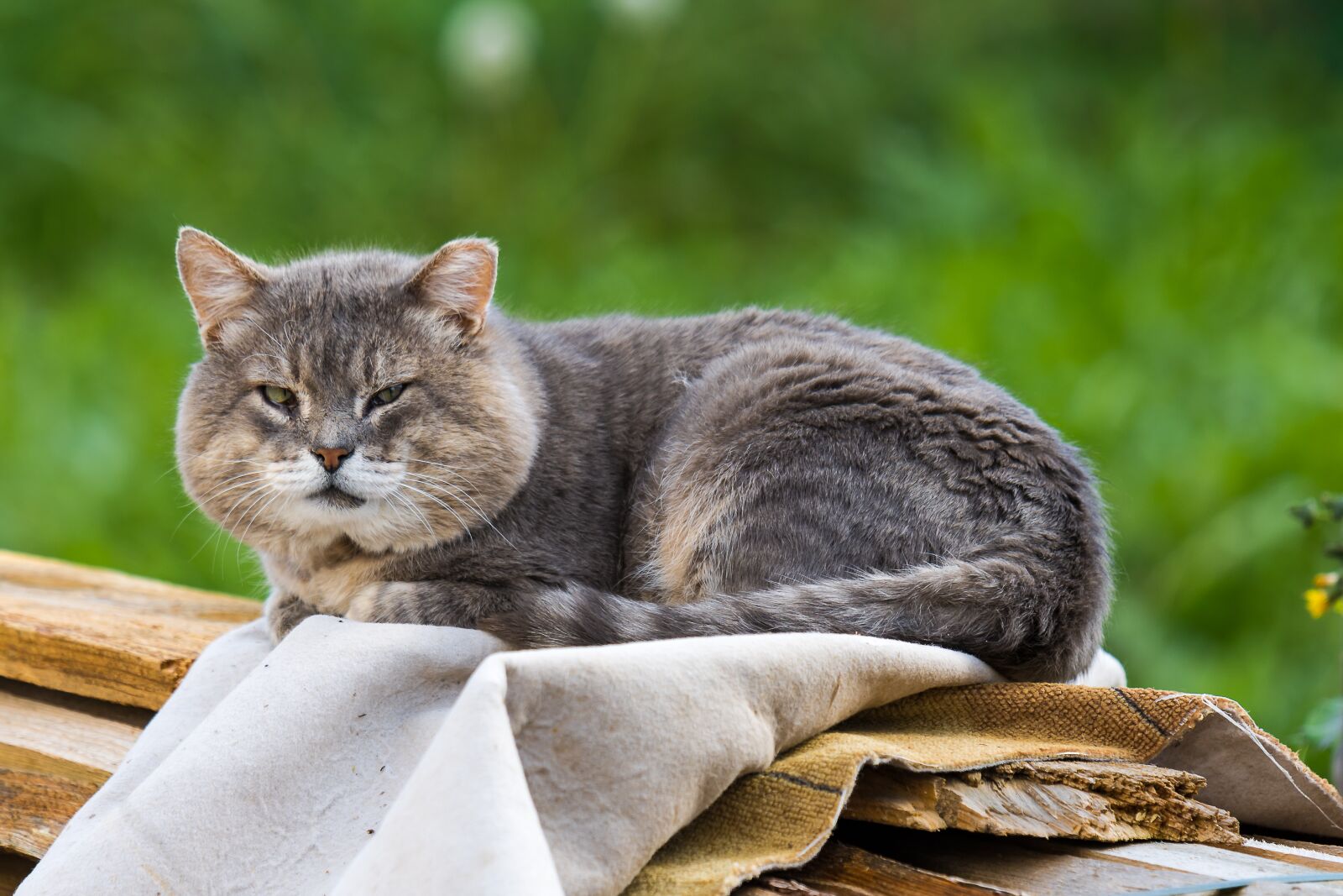 Nikon D7200 sample photo. Old cat, animals, old photography