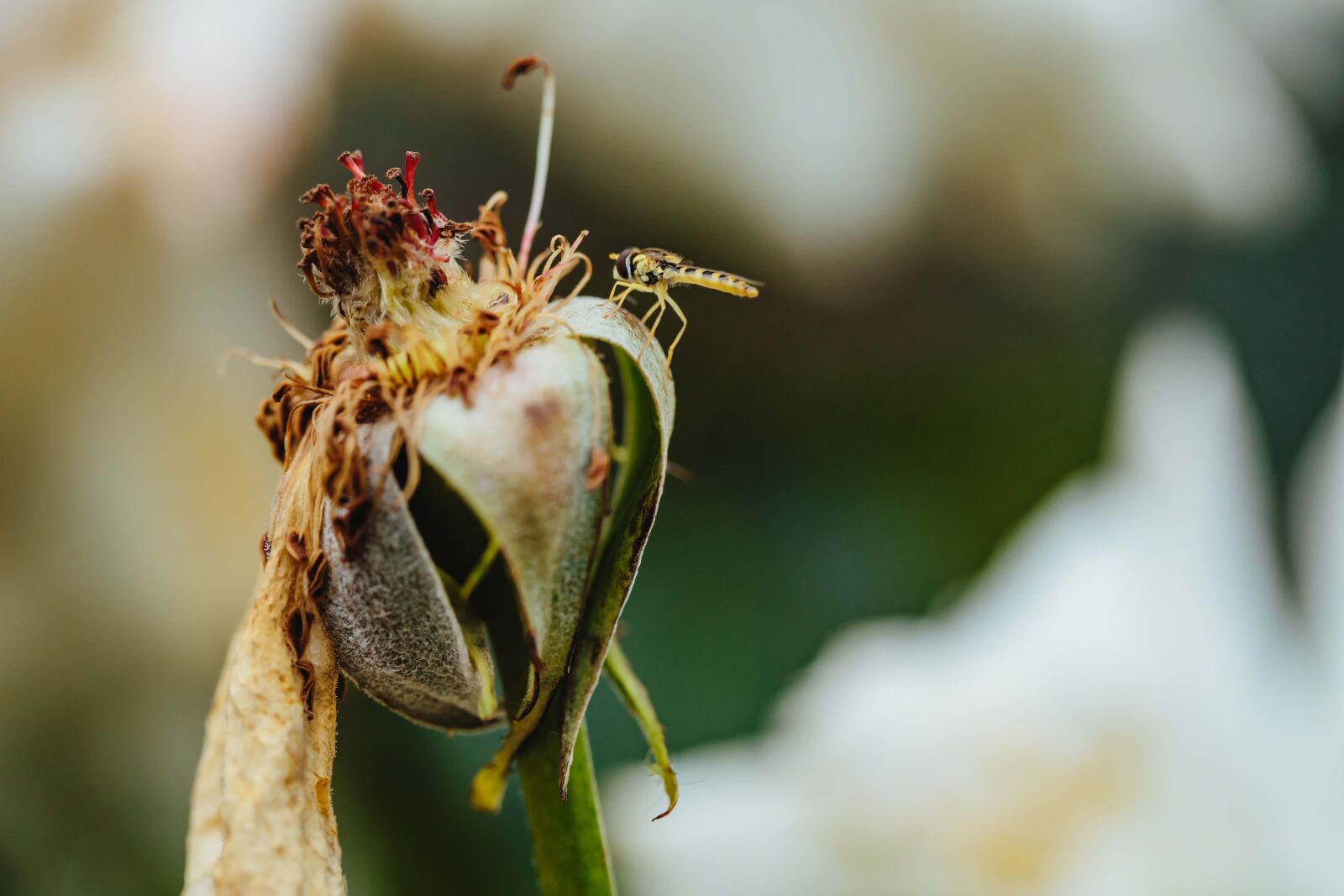 Canon EF 100mm F2.8 Macro USM sample photo. Dry, dry season, rose photography
