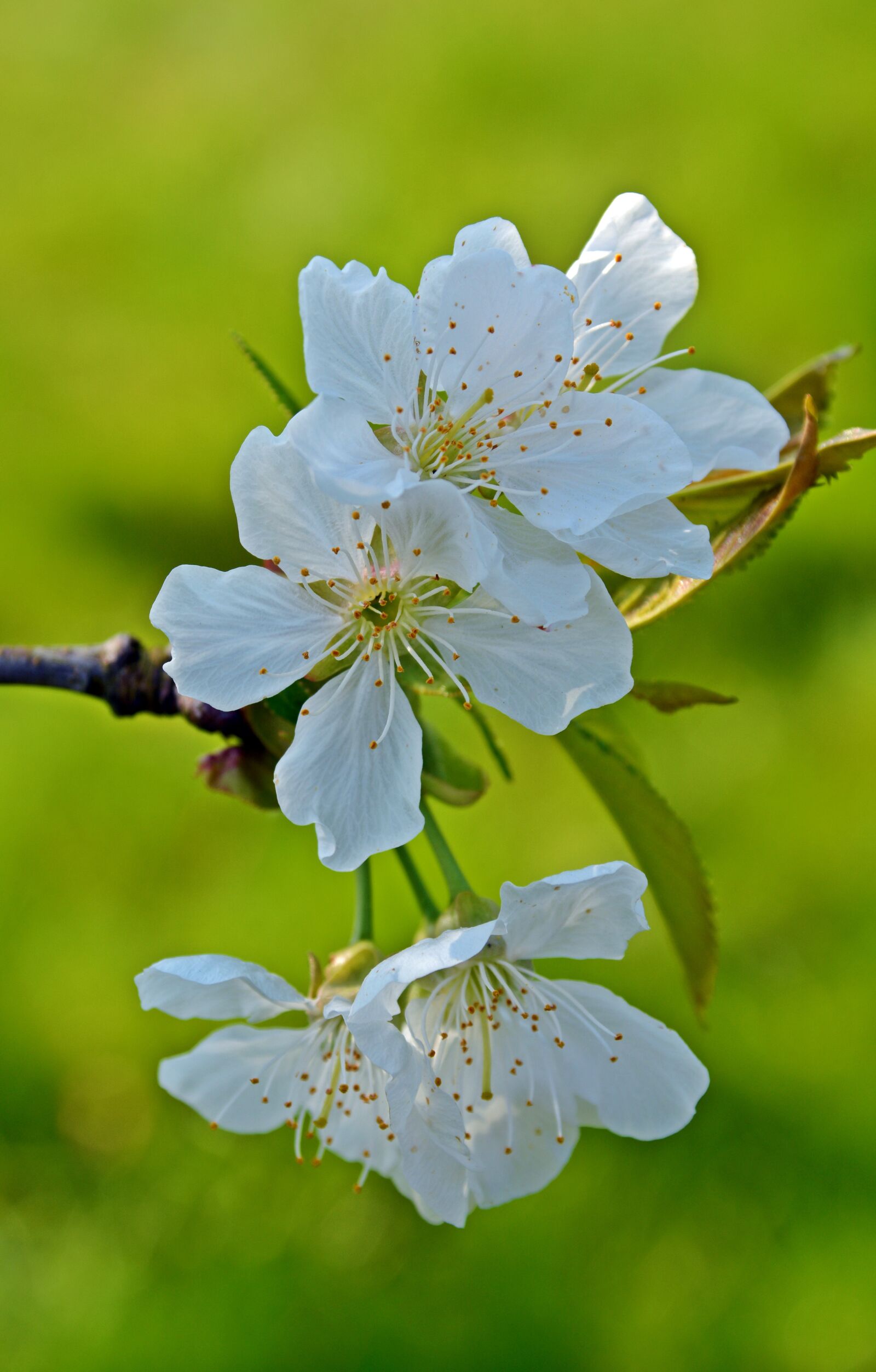 Nikon D5200 sample photo. Cherry blossom, blossom, bloom photography