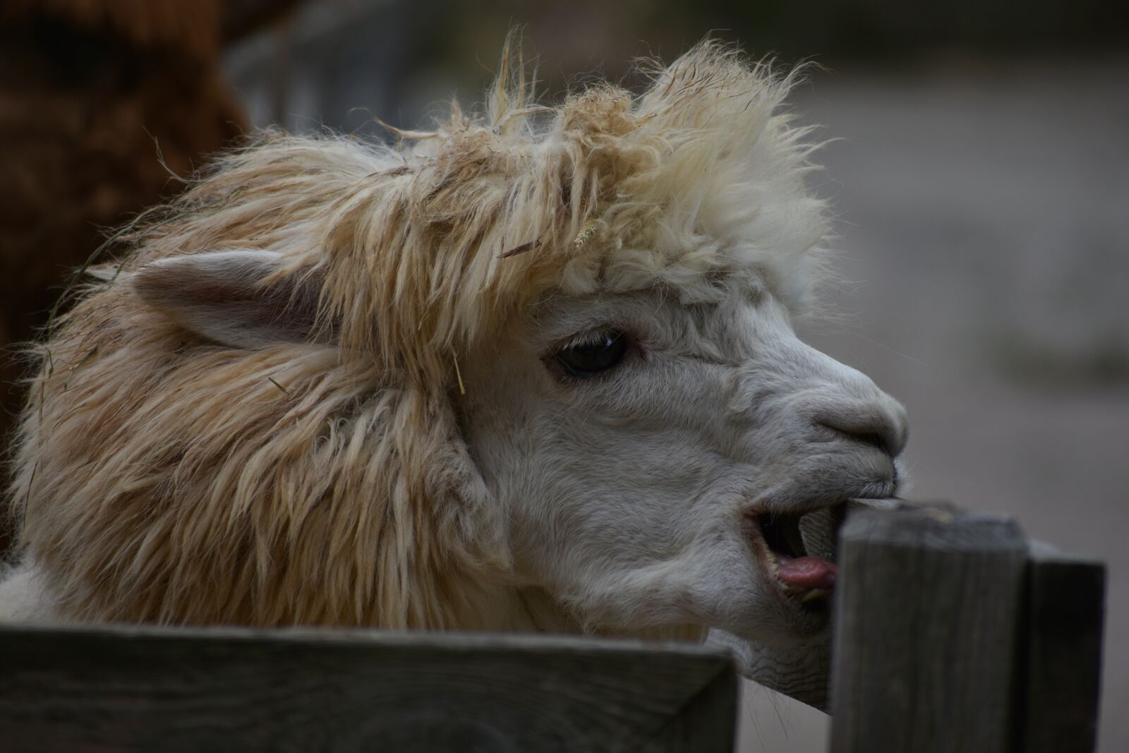 Nikon D7200 sample photo. Animal, alpaca, wool photography