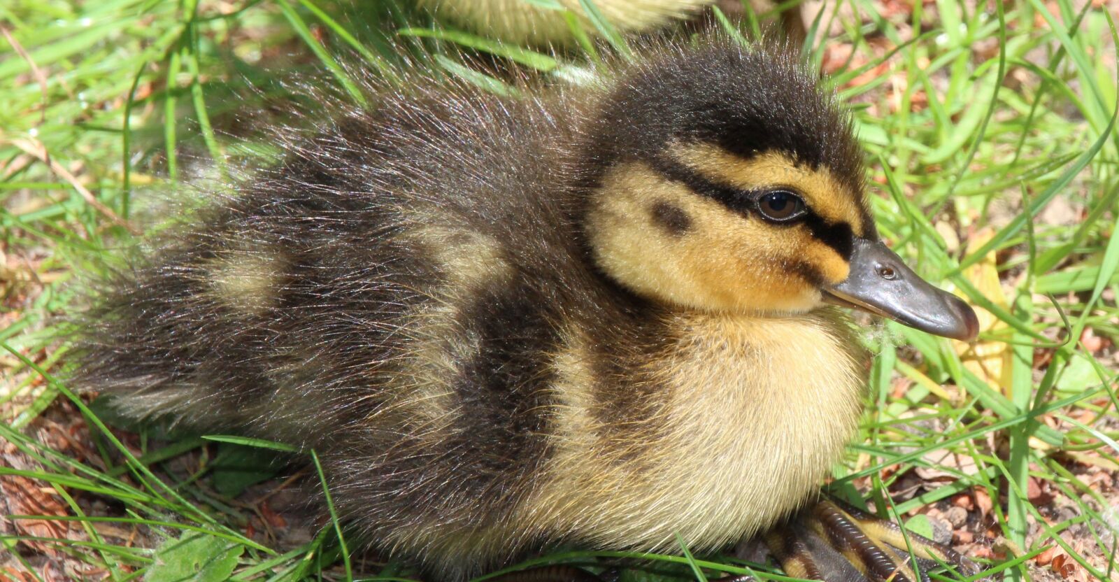 Canon EOS 1200D (EOS Rebel T5 / EOS Kiss X70 / EOS Hi) sample photo. Duckling, duck, yellow photography