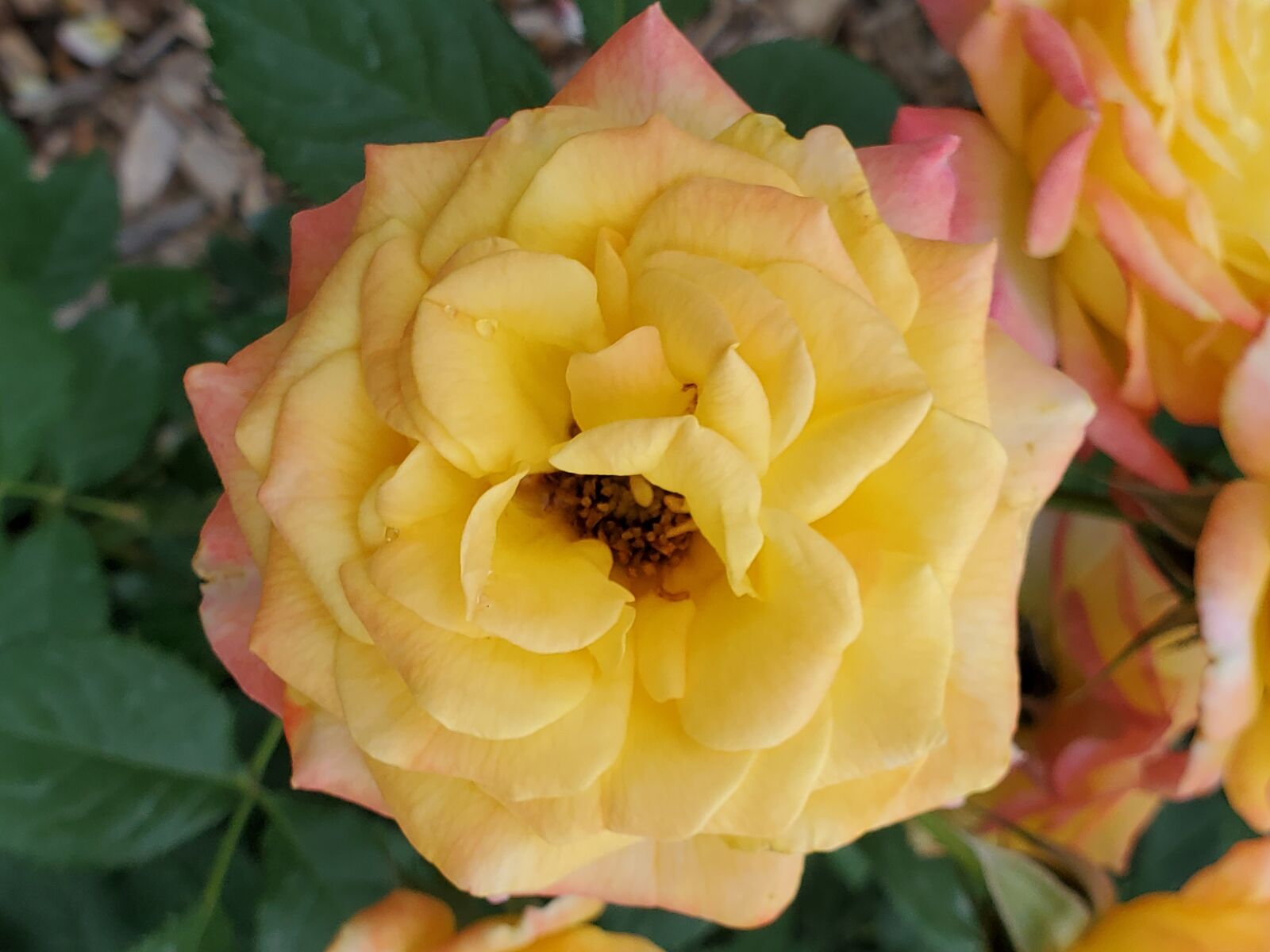 Samsung Galaxy S10+ sample photo. Yellow, rose, flower photography