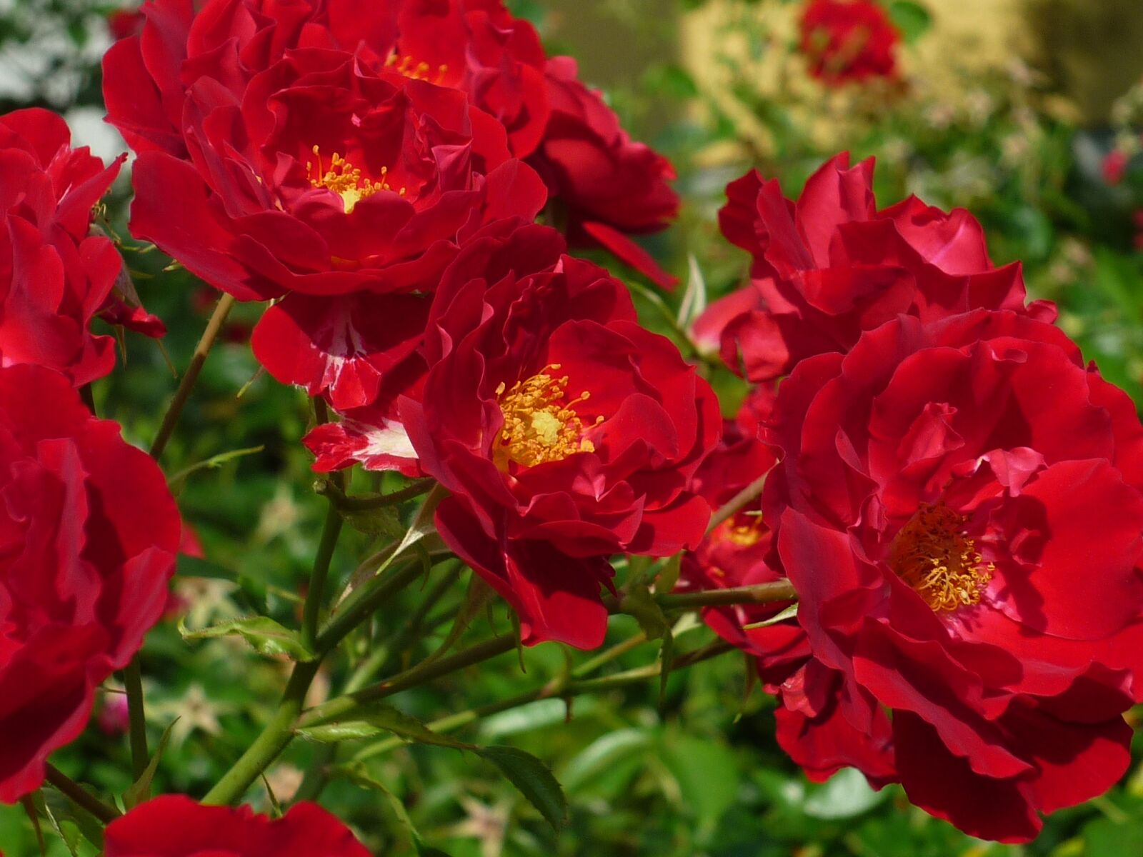 Panasonic Lumix DMC-FS6 sample photo. Rose, nature, gorgeous photography