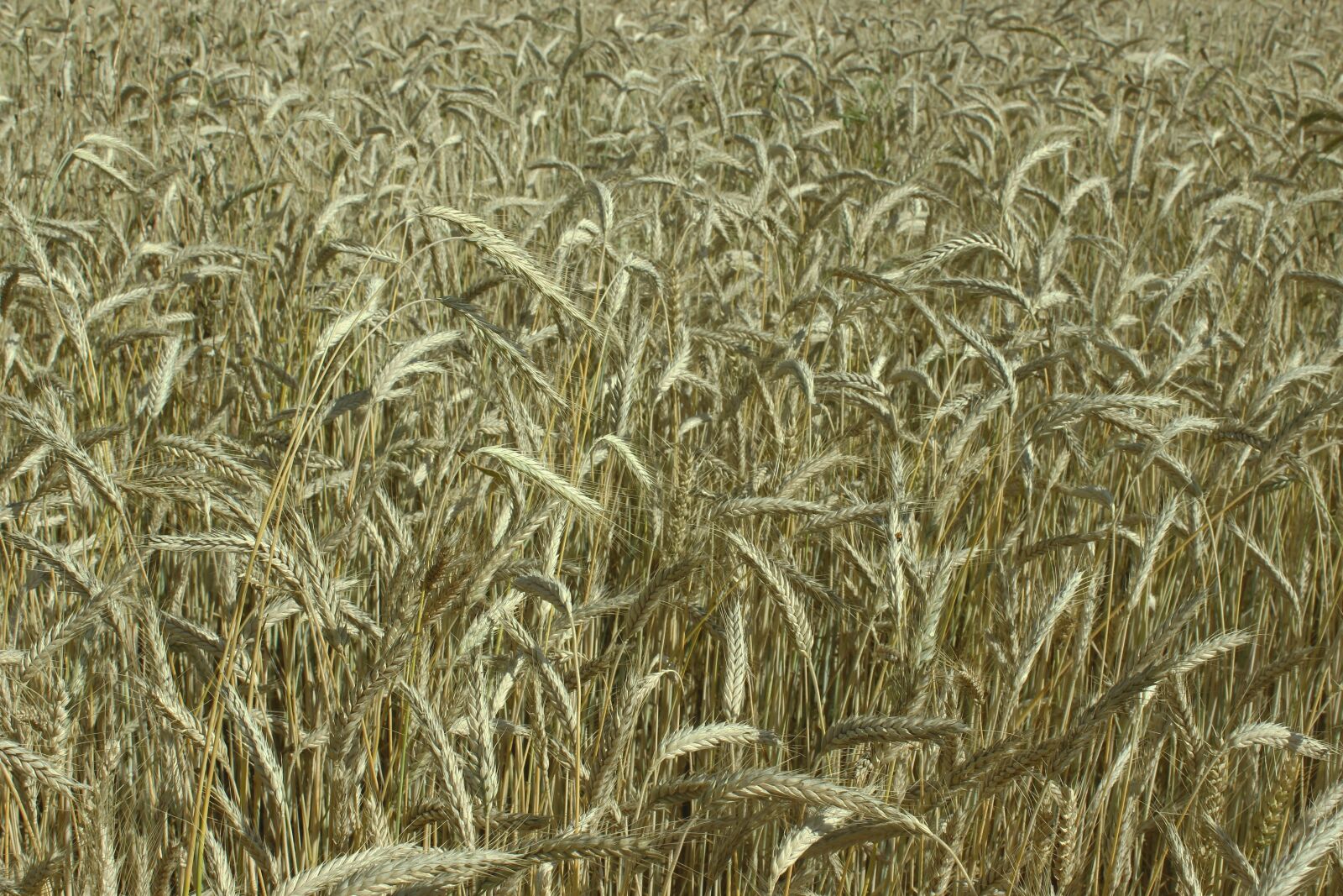 Canon EOS 600D (Rebel EOS T3i / EOS Kiss X5) sample photo. Wheat field, spike, yellow photography